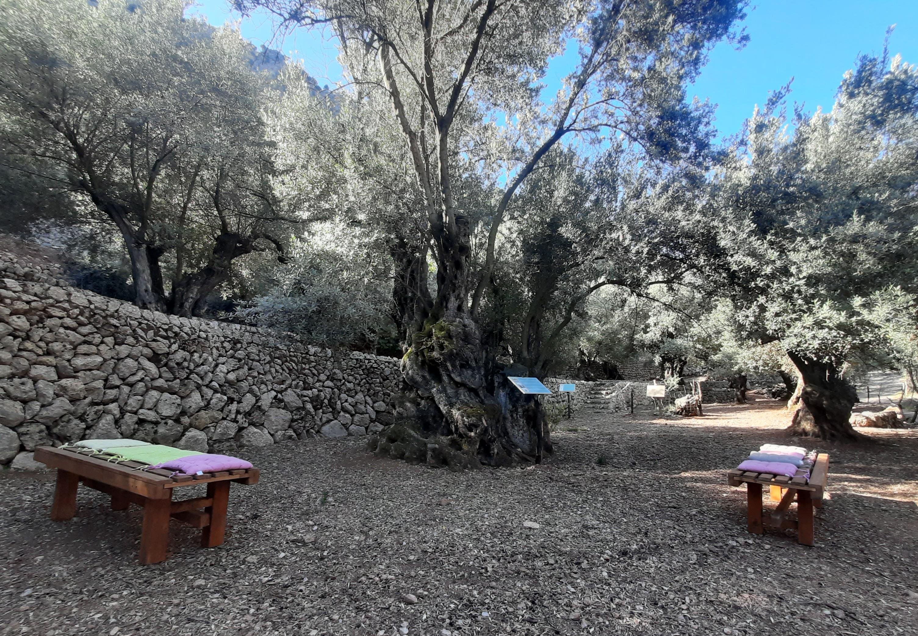 olive oil tasting in Mallorca — Tour of a farm with millenary olive trees. Sampling of oil and local products - 2026 (Verified Reviews)