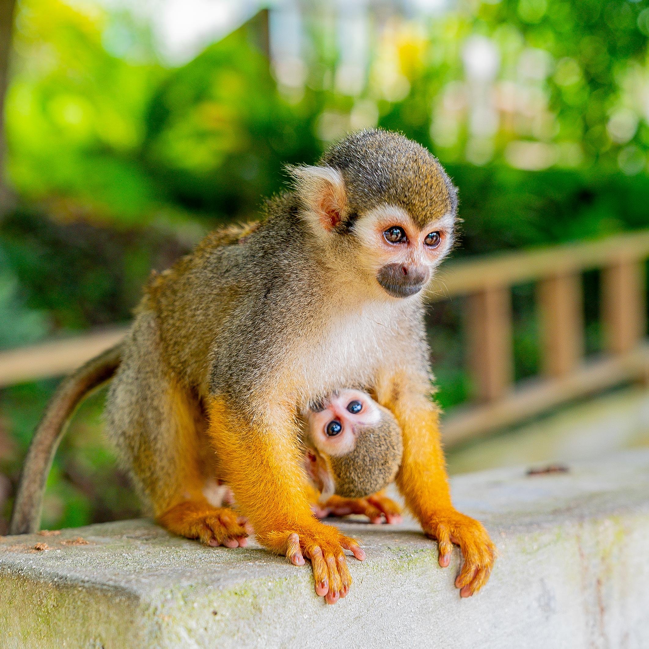 Punta Cana: Monkey Land Safari & Plantation Tour