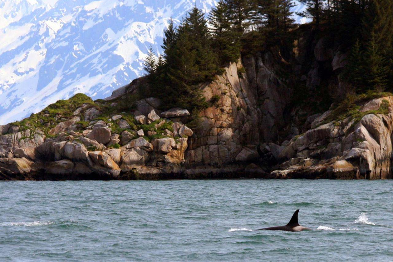 Seward: Resurrection Bay Half-Day Sightseeing Cruise