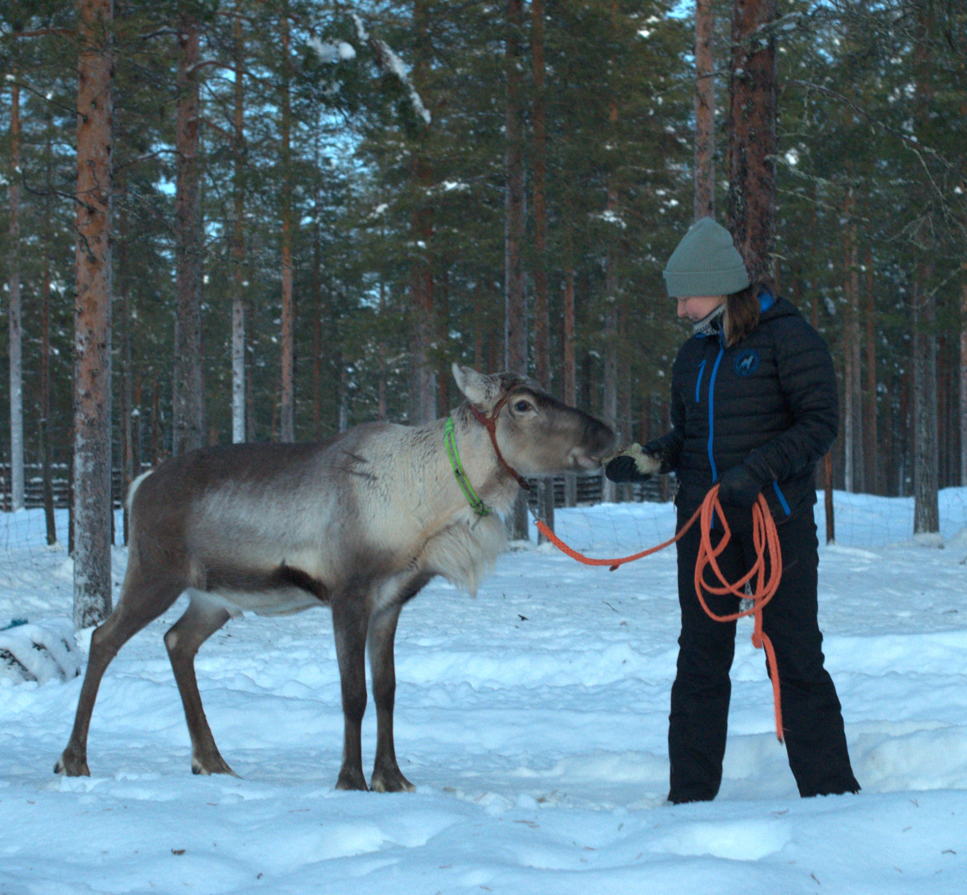 Rovaniemi Reindeer Farm: Herd Encounter & Lapland Culture