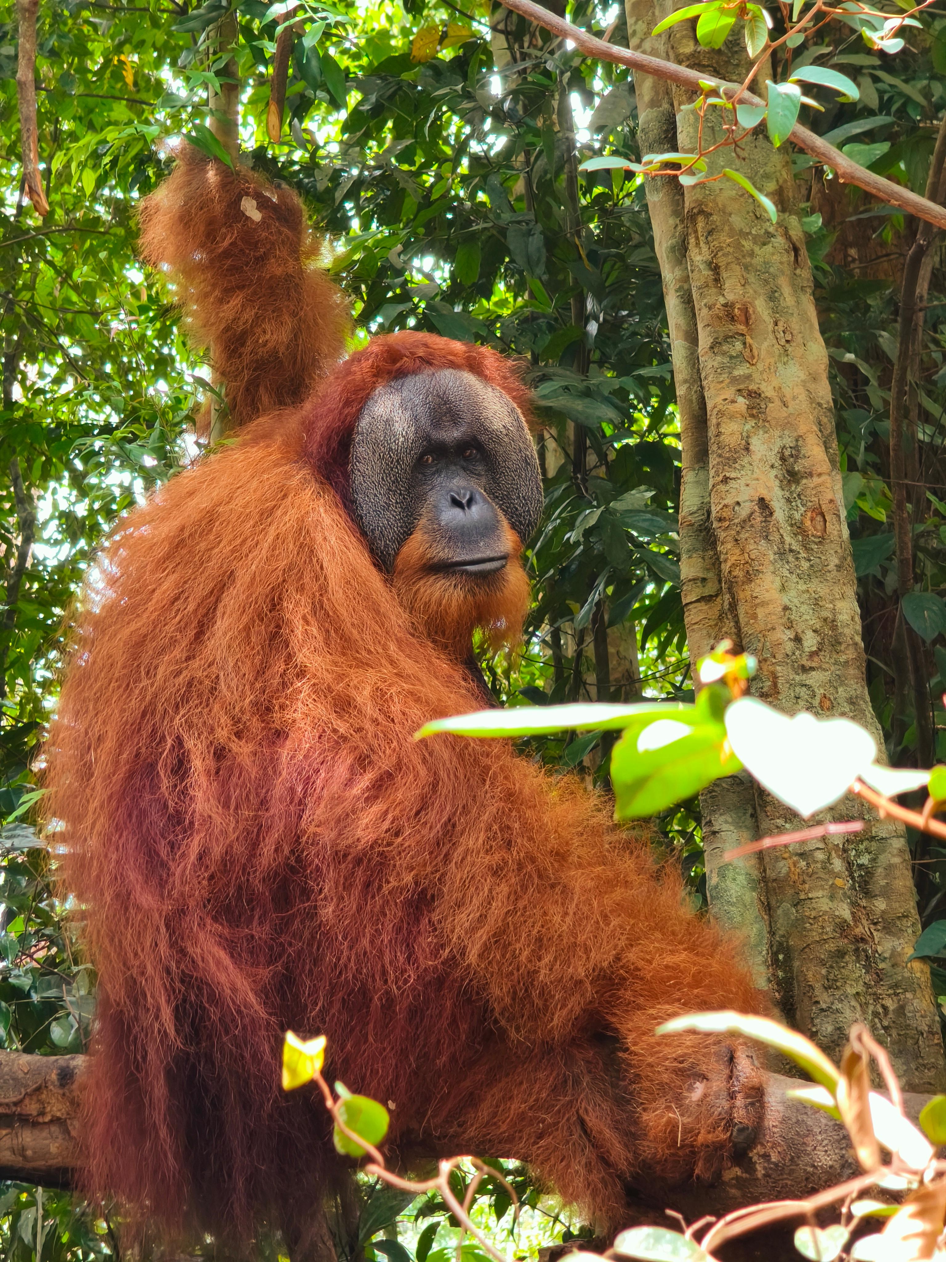 Bukit Lawang Full-Day Jungle Trek with Lunch