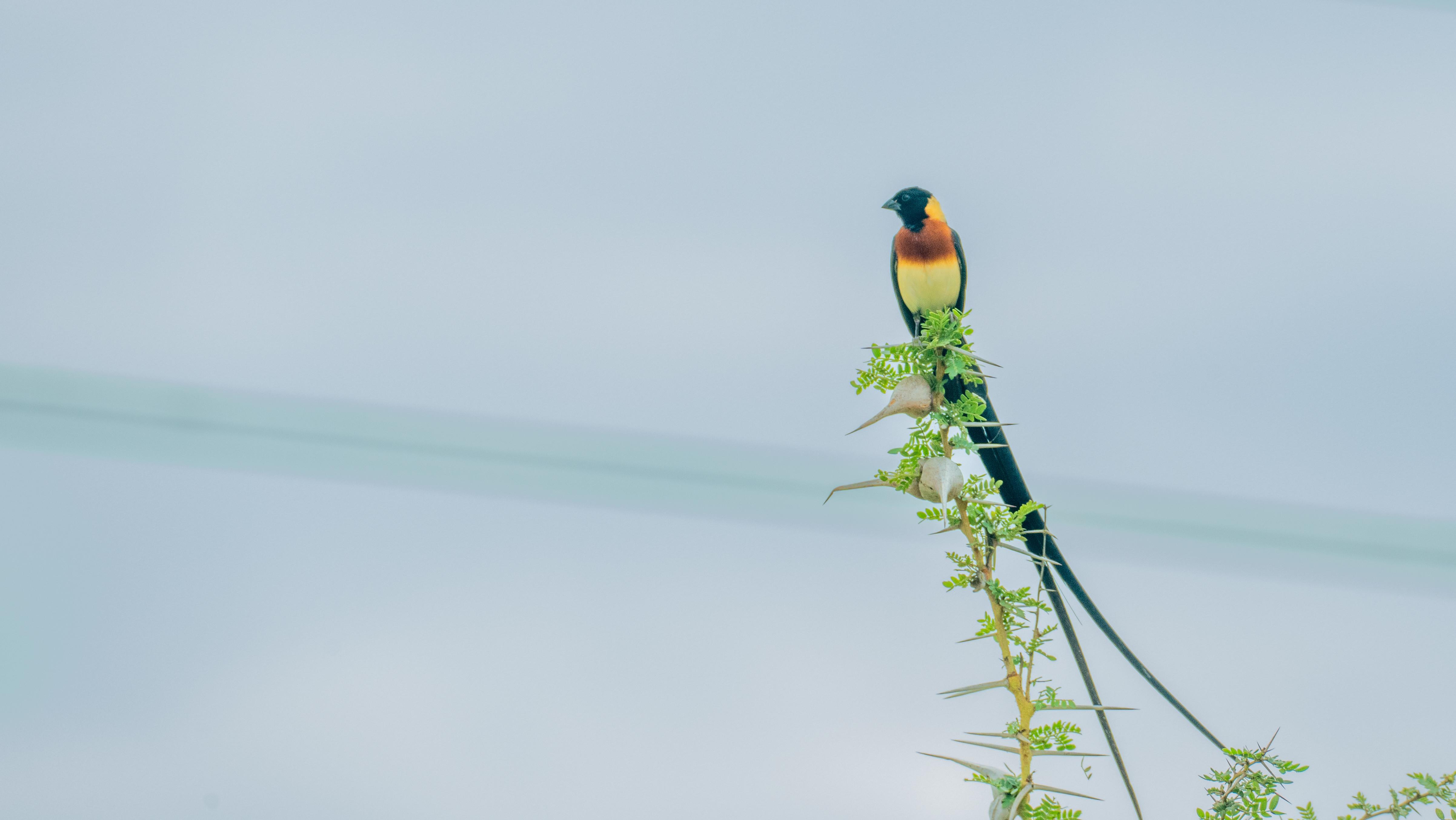 Zanzibar to Selous: 2-Day Safari with Flights & Bush Lunch