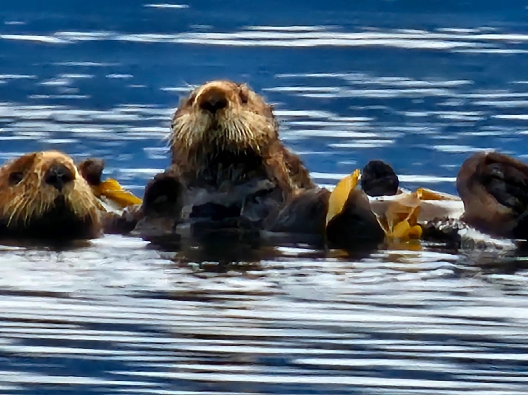 Sea Otter & Wildlife Boat Expedition from Port Alice