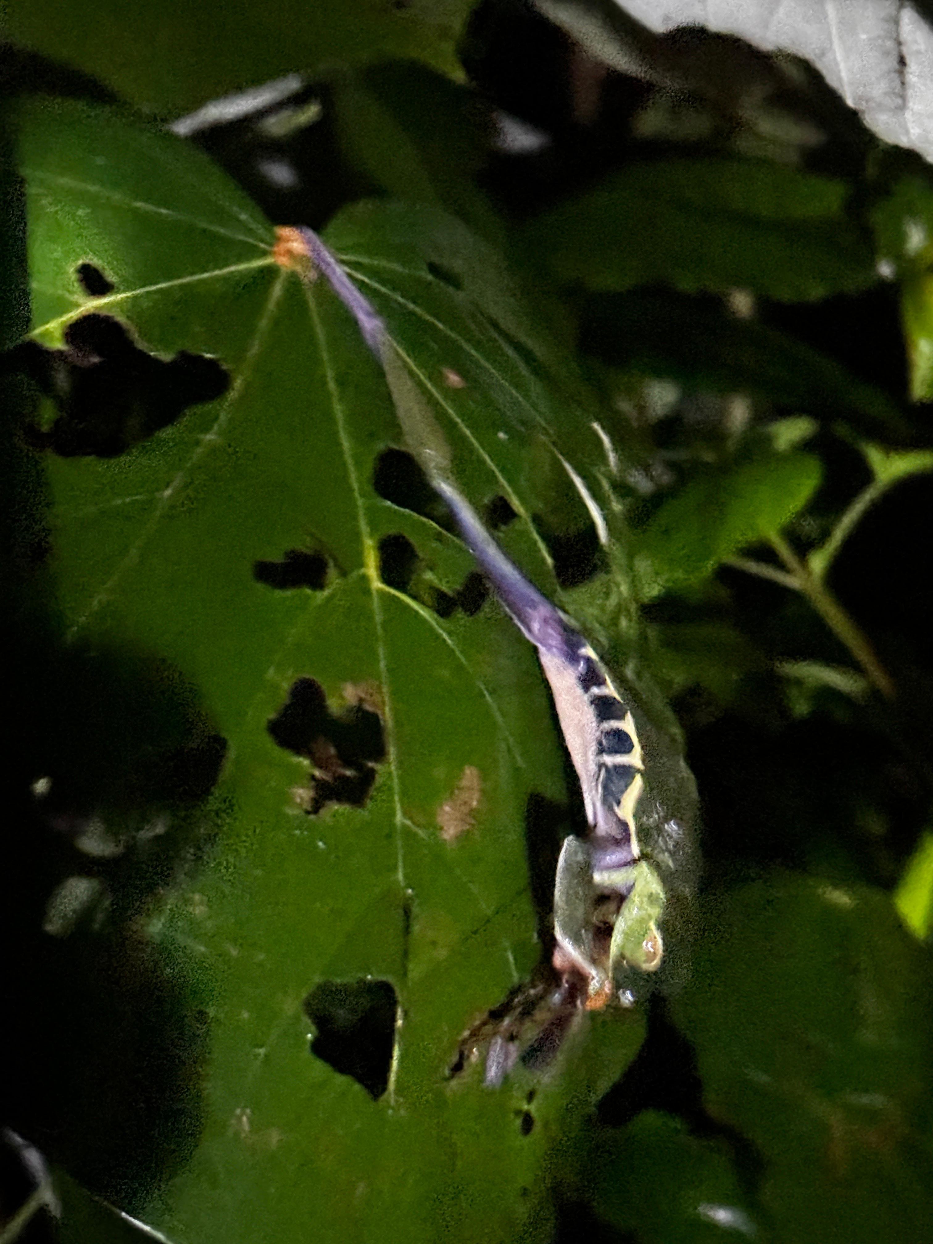 Tortuguero 2-Day Eco Adventure: Canoe, Jaguar Trail, Night Walk & Turtle Nesting