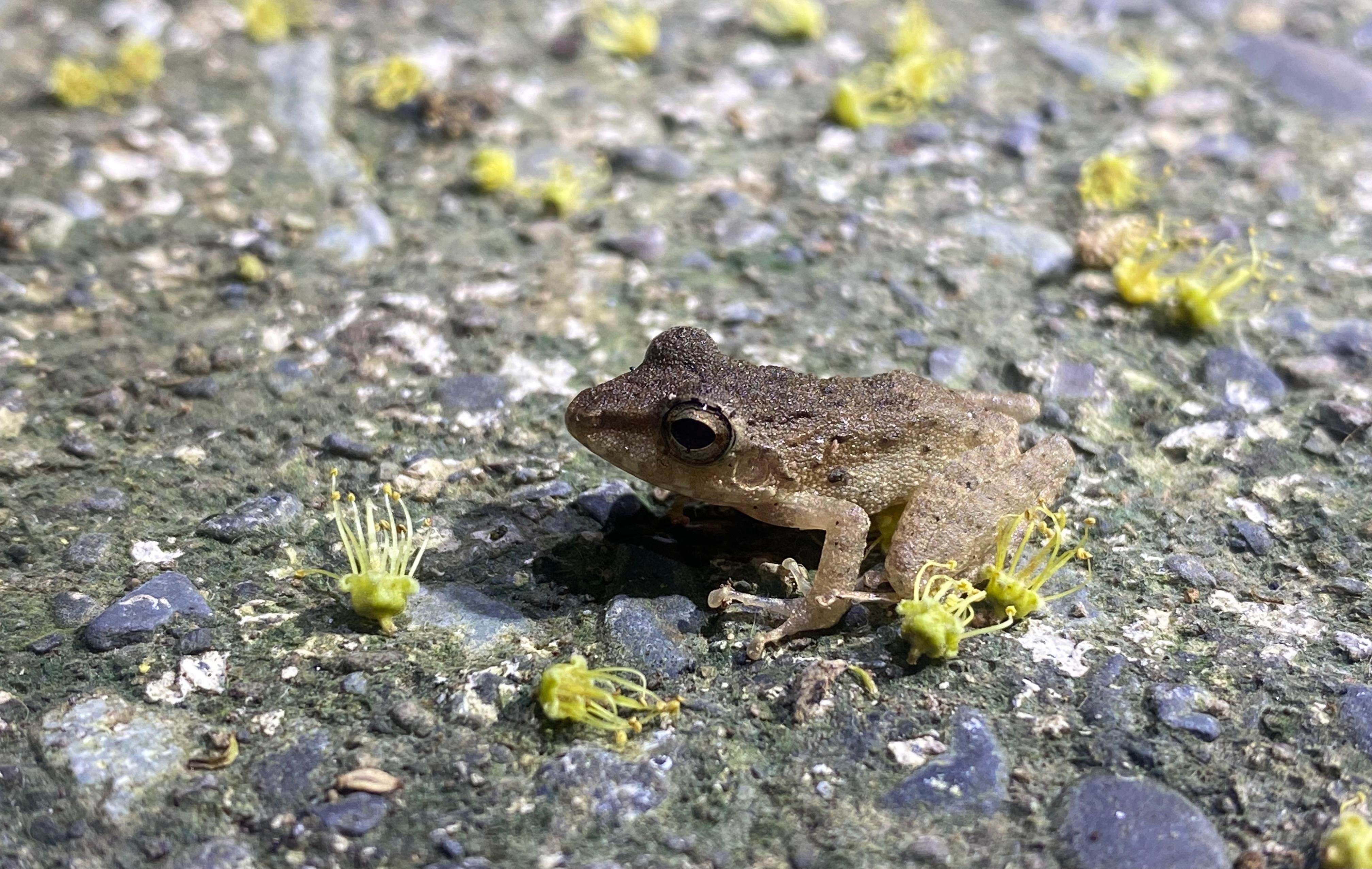 Manuel Antonio Night Wildlife Walk with Expert Naturalist