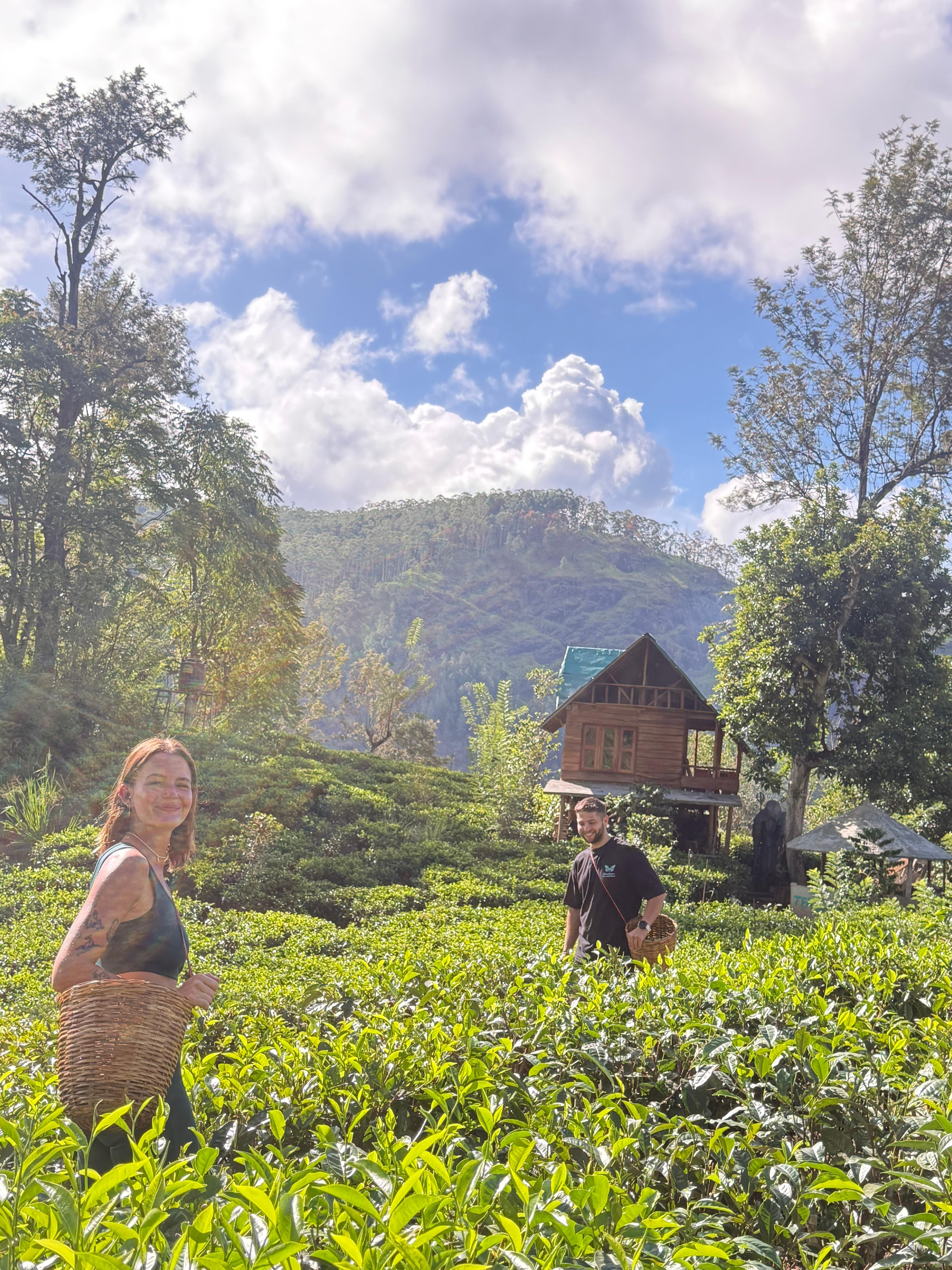 Ella: Hands-On Tea Crafting and Tasting Experience