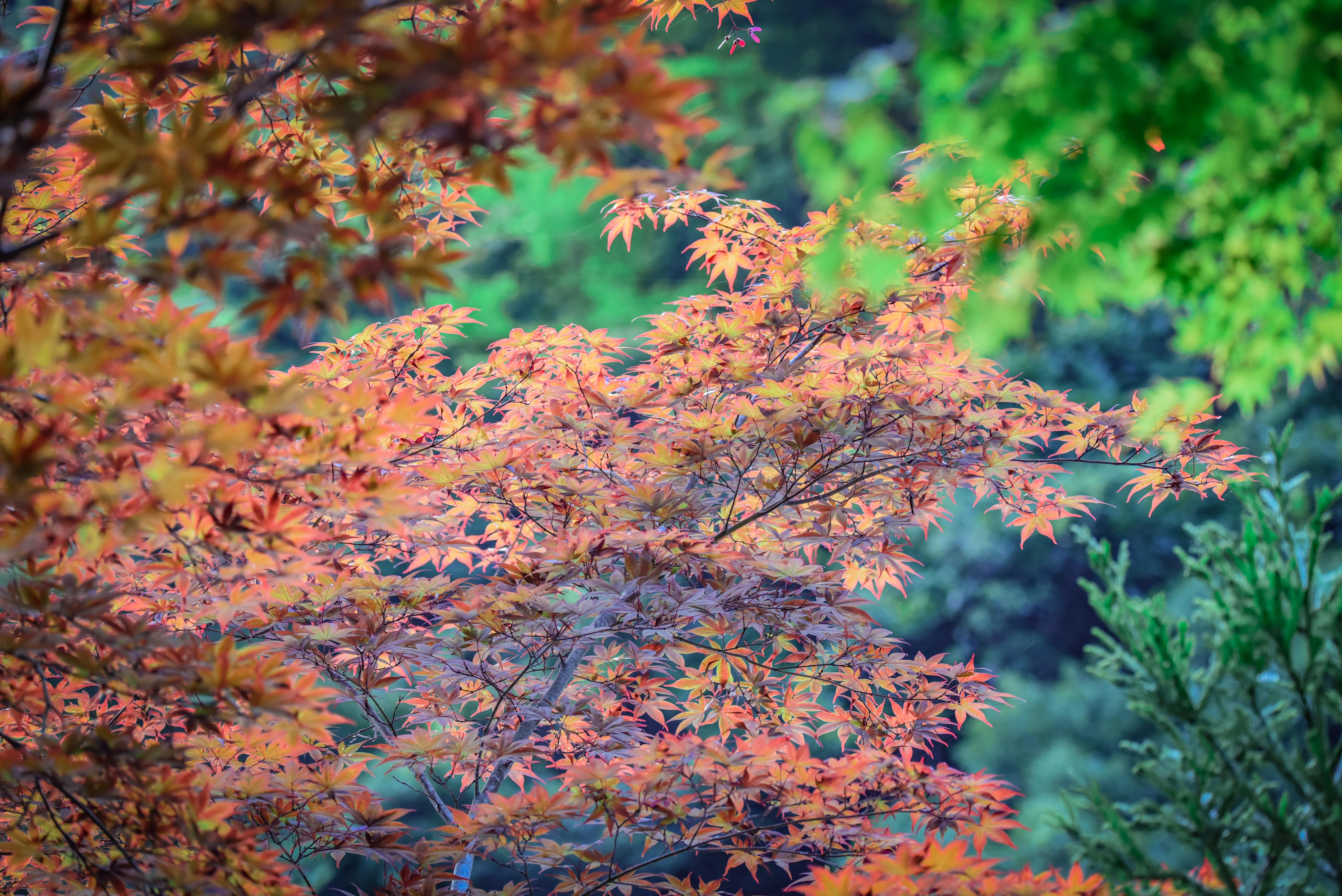 Kyoto Private Day Tour with Guide & Vehicle