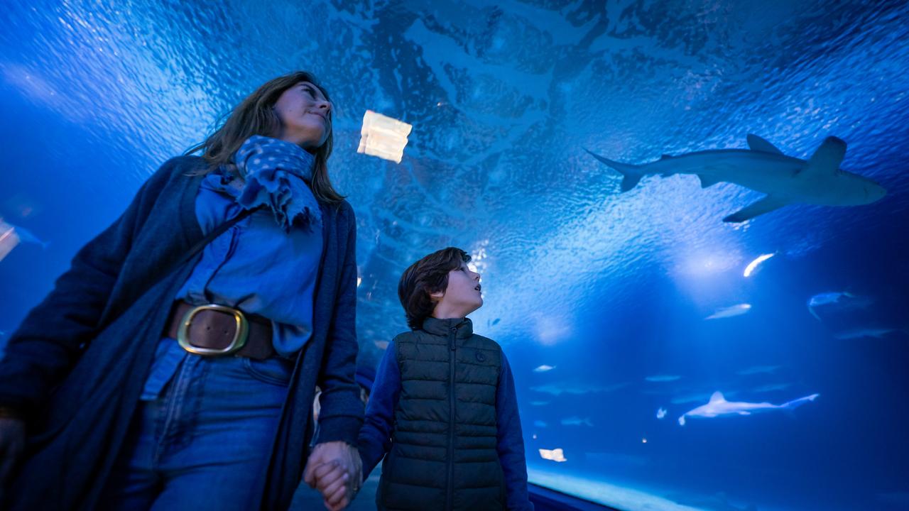 Valencia Oceanogràfic Entry Ticket