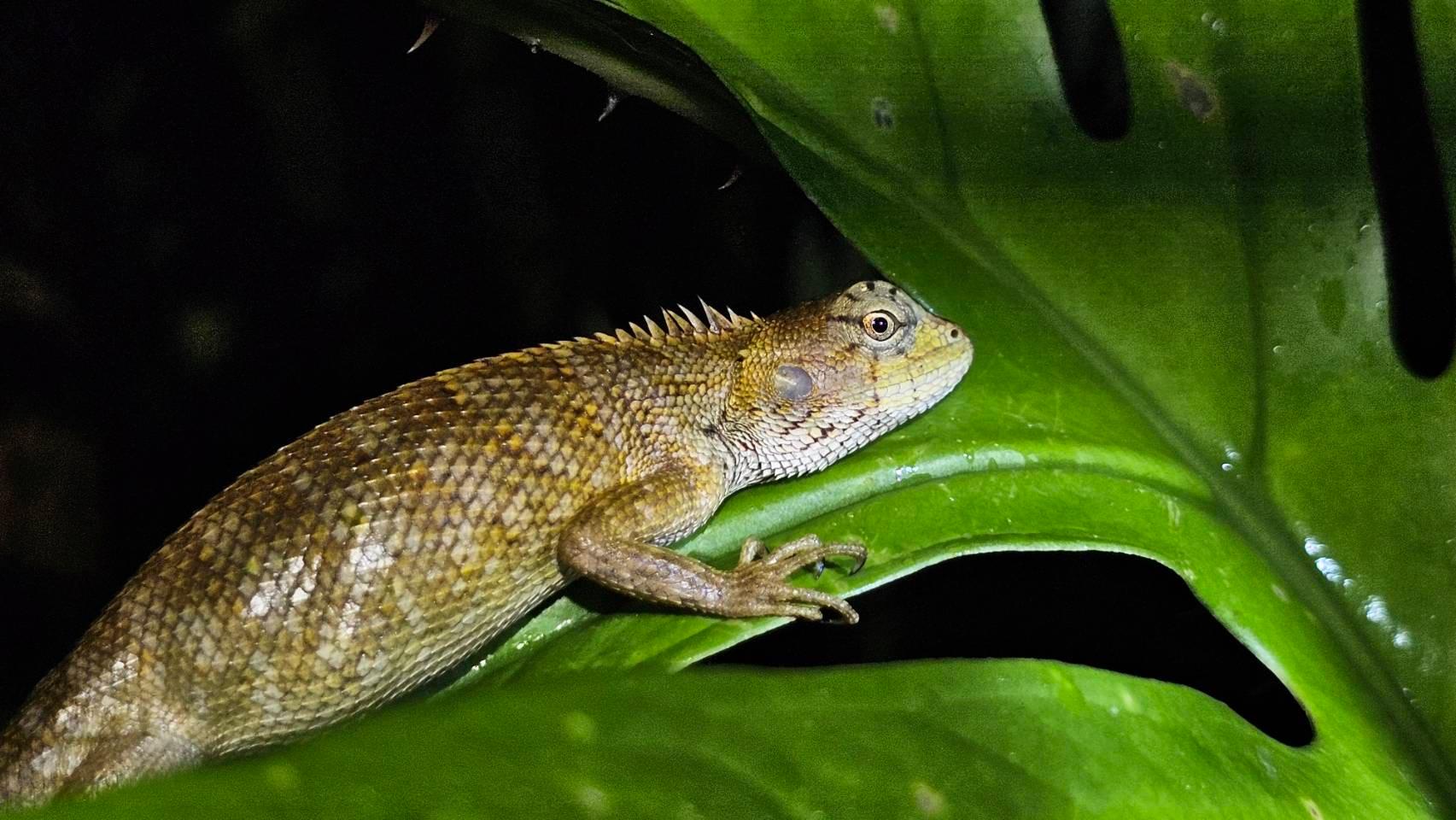 Khao Sok Night Safari: Guided Jungle Walk After Dark
