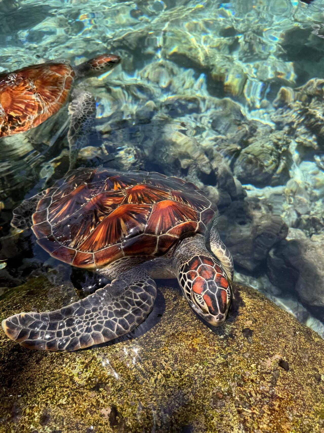 Zanzibar: Jozani Forest & Salaam Cave Sea Turtle Tour