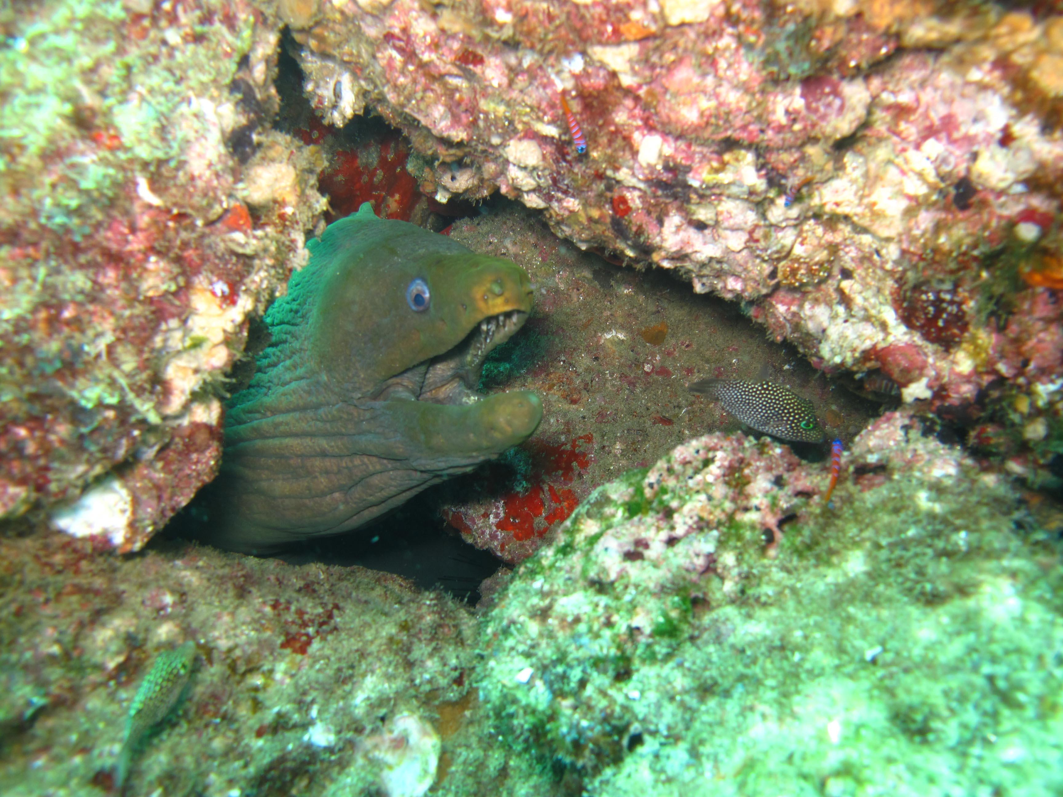 Cabo San Lucas Marine Park: Two-Tank Scuba Diving Adventure