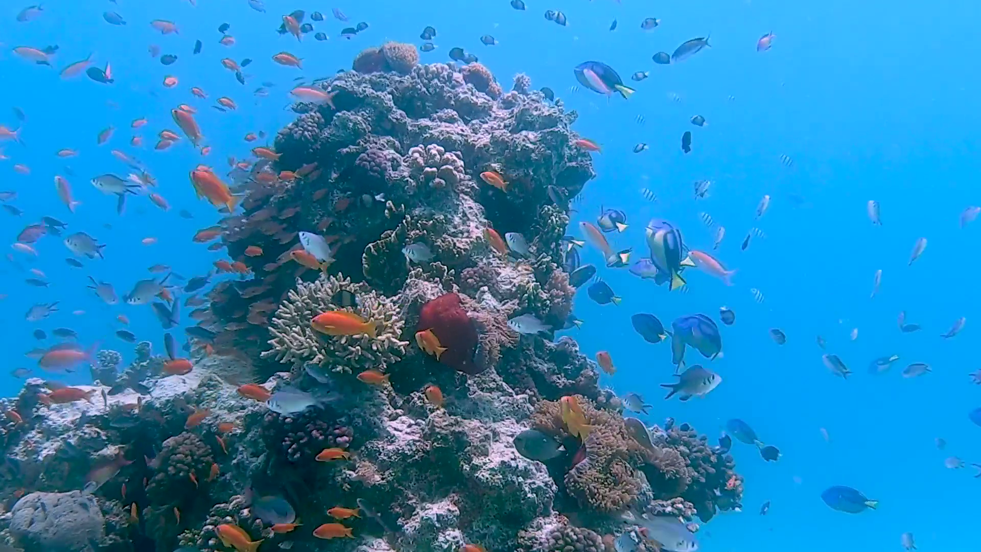 Mnemba Atoll Dolphin & Snorkel Boat Adventure from Kendwa or Nungwi