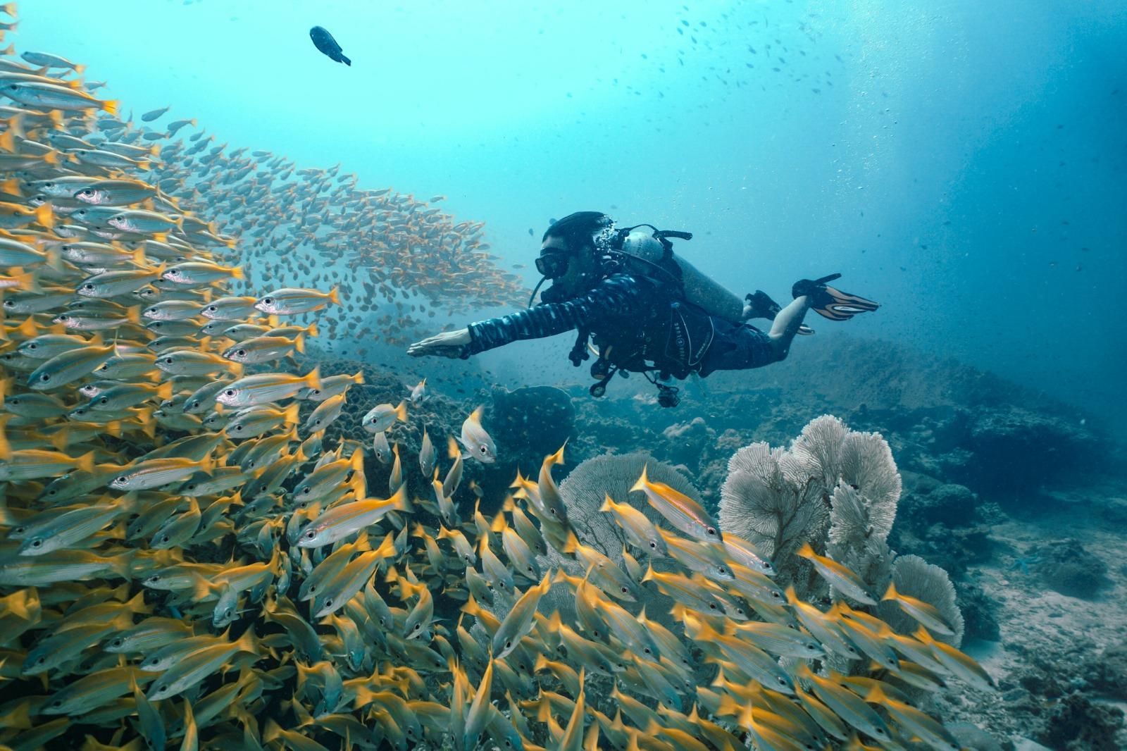 Phi Phi PADI Discover Scuba: 2-Dive Beginner Experience