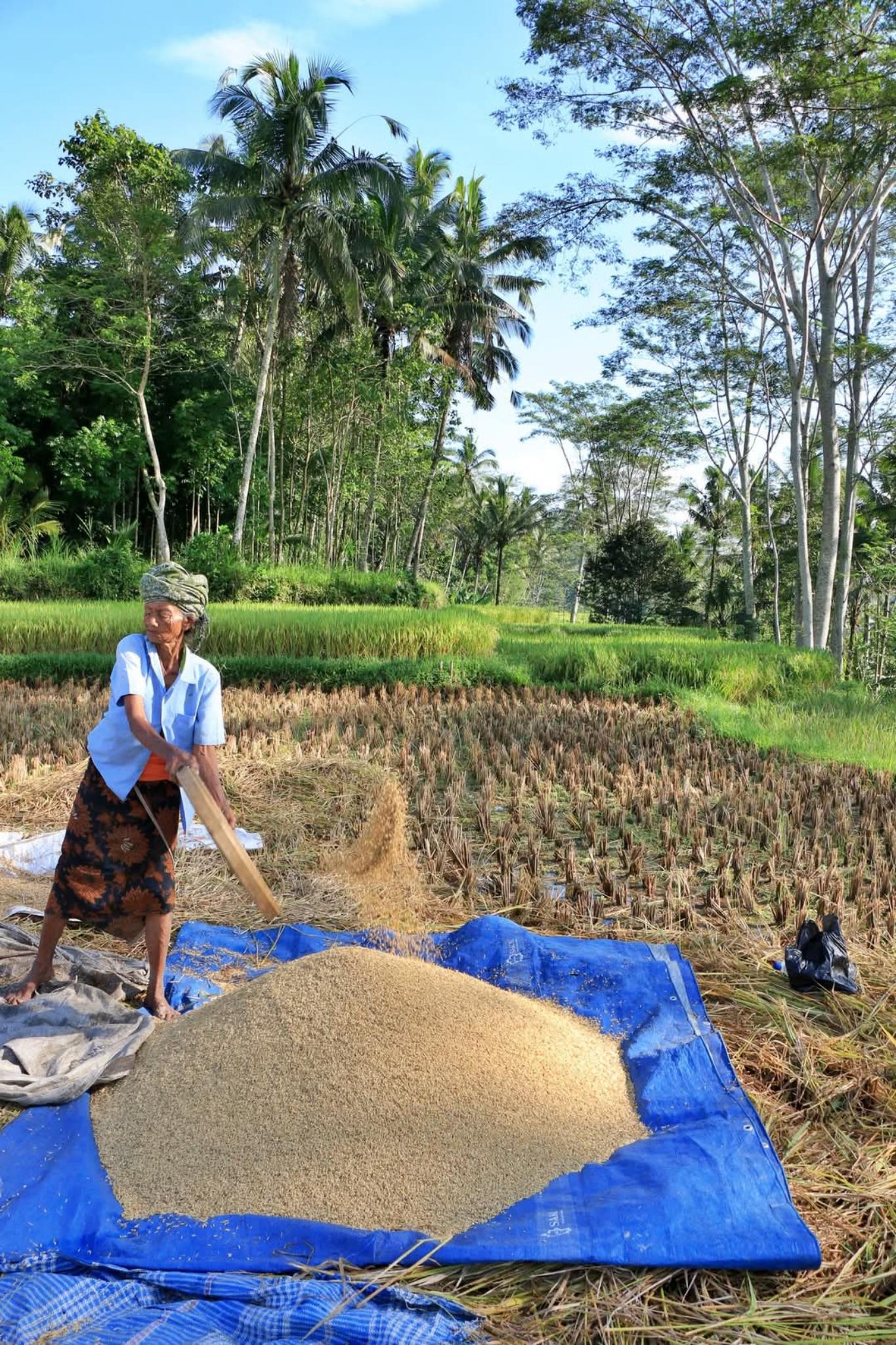 Ubud Cultural Discovery: Sacred Springs, Rice Terraces & Waterfalls