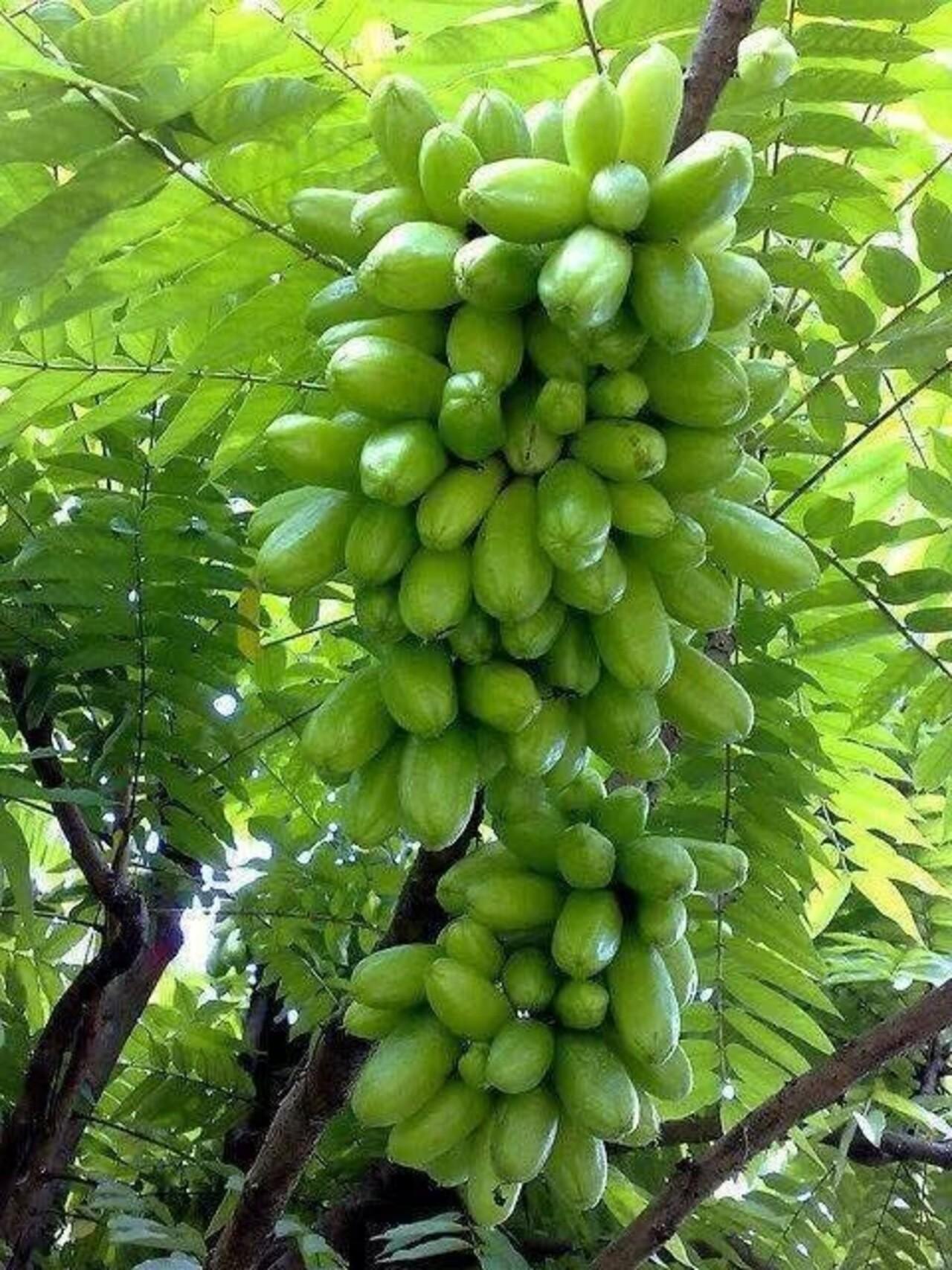 Zanzibar Private Spice Farm Tour with Local Guide