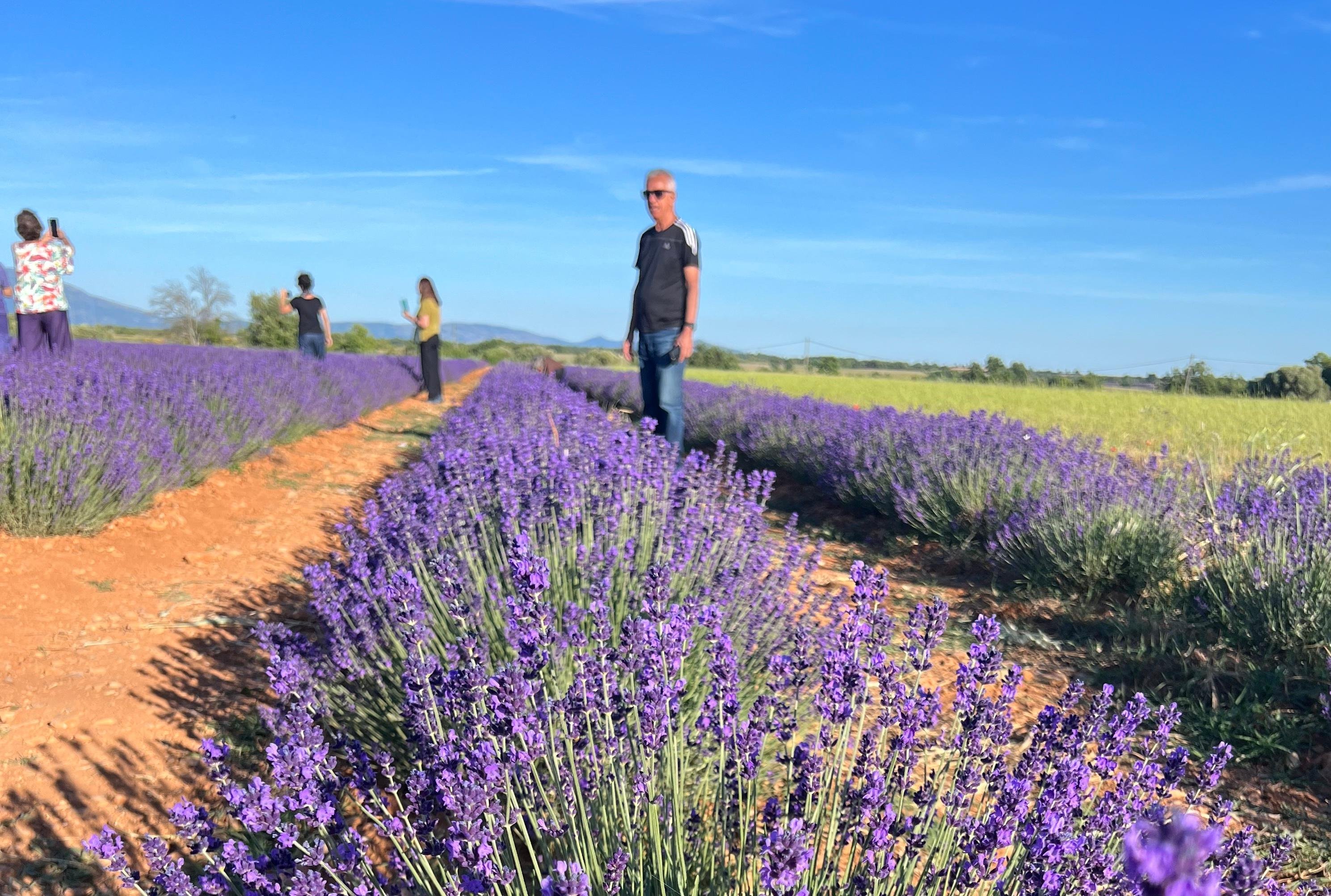 Valensole lavender fields in Provence — guided lavender tour photo 2