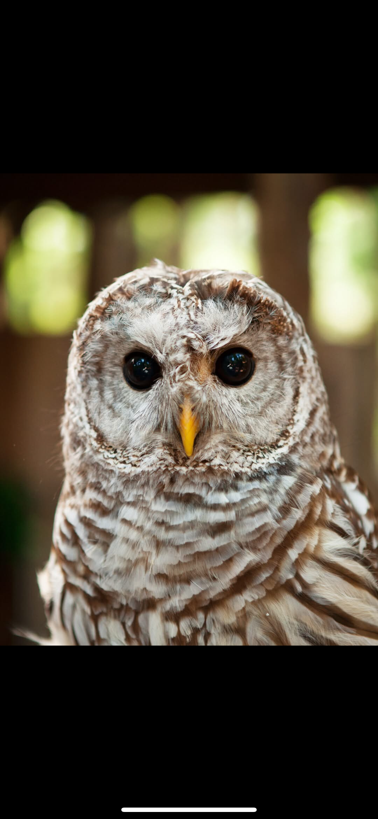 Private Vancouver Highlights: Capilano Suspension & Grouse Mountain
