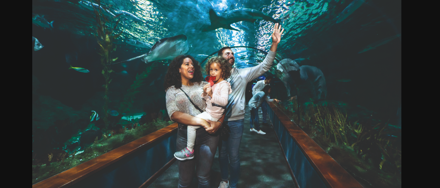 Loro Parque Expedition from South Tenerife with Transfers