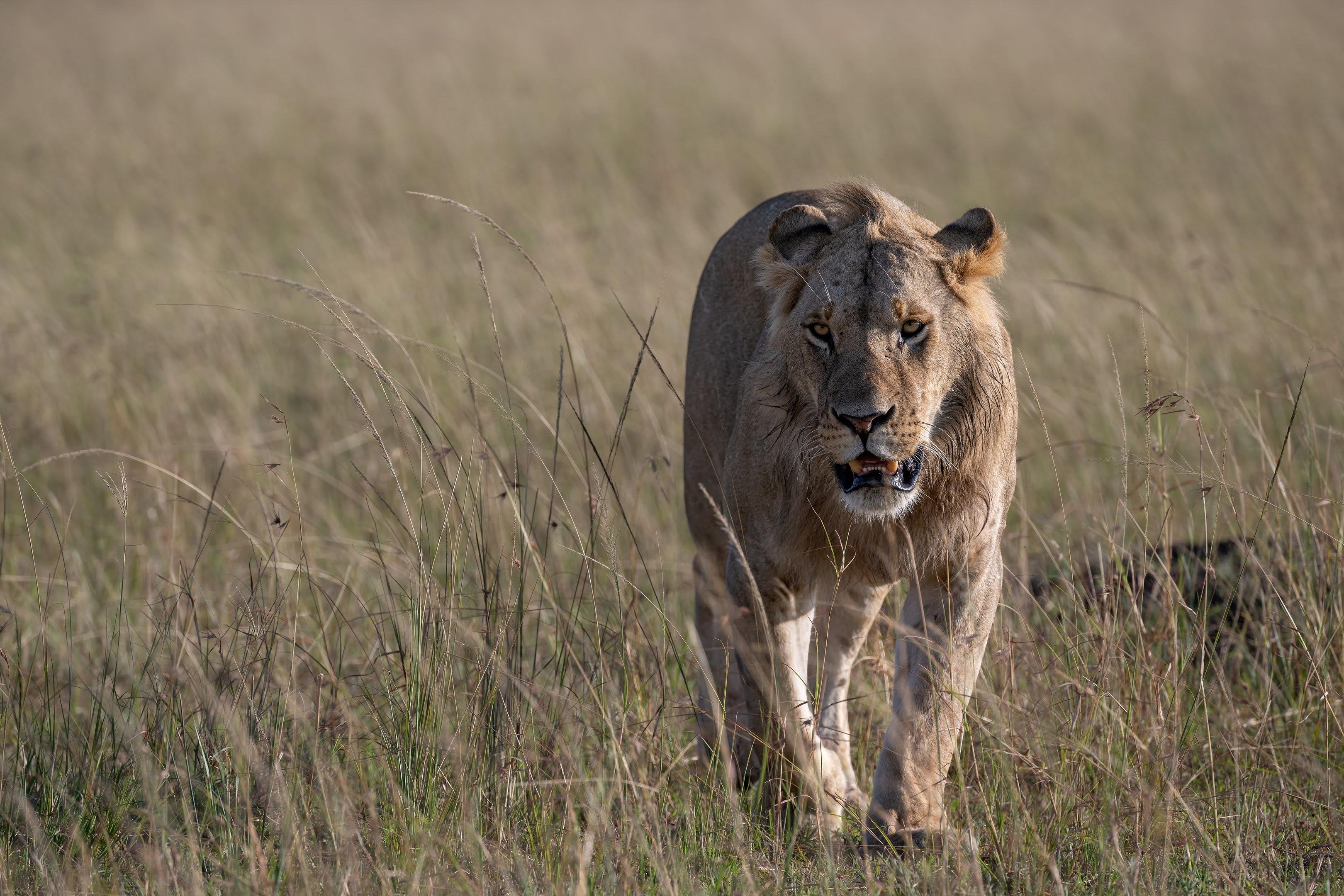 Maasai Mara Express: 1-Day Safari from Nairobi