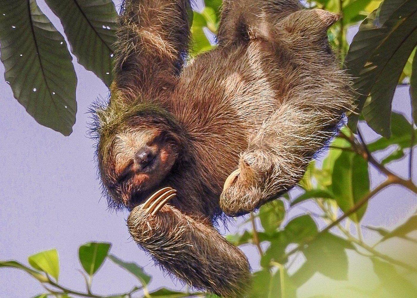 La Fortuna Bogarin Trail: Expert-Led Sloth & Wildlife Walk