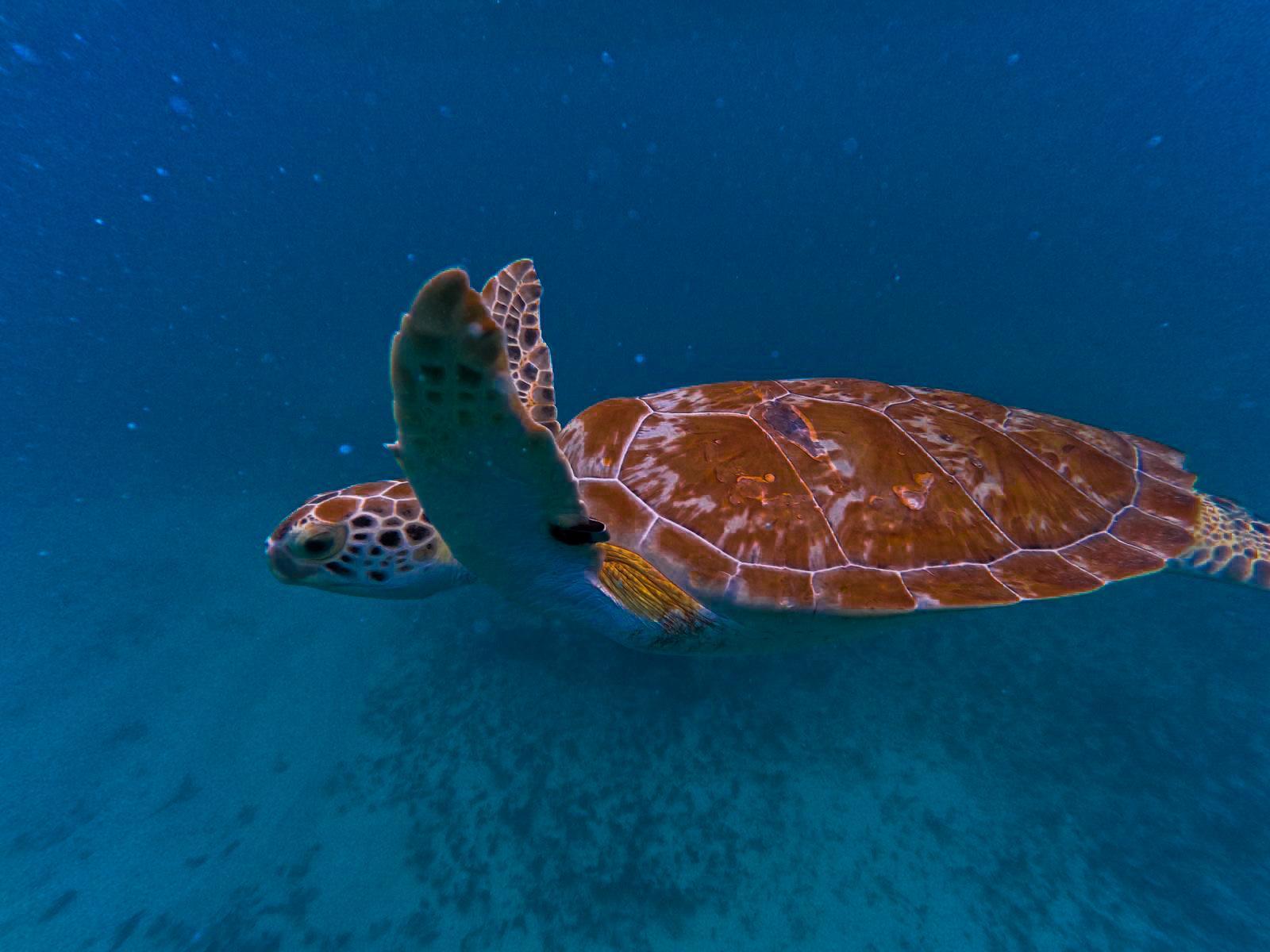 Tulum Boat Adventure: Mayan Ruins, Turtles & Natural Pool