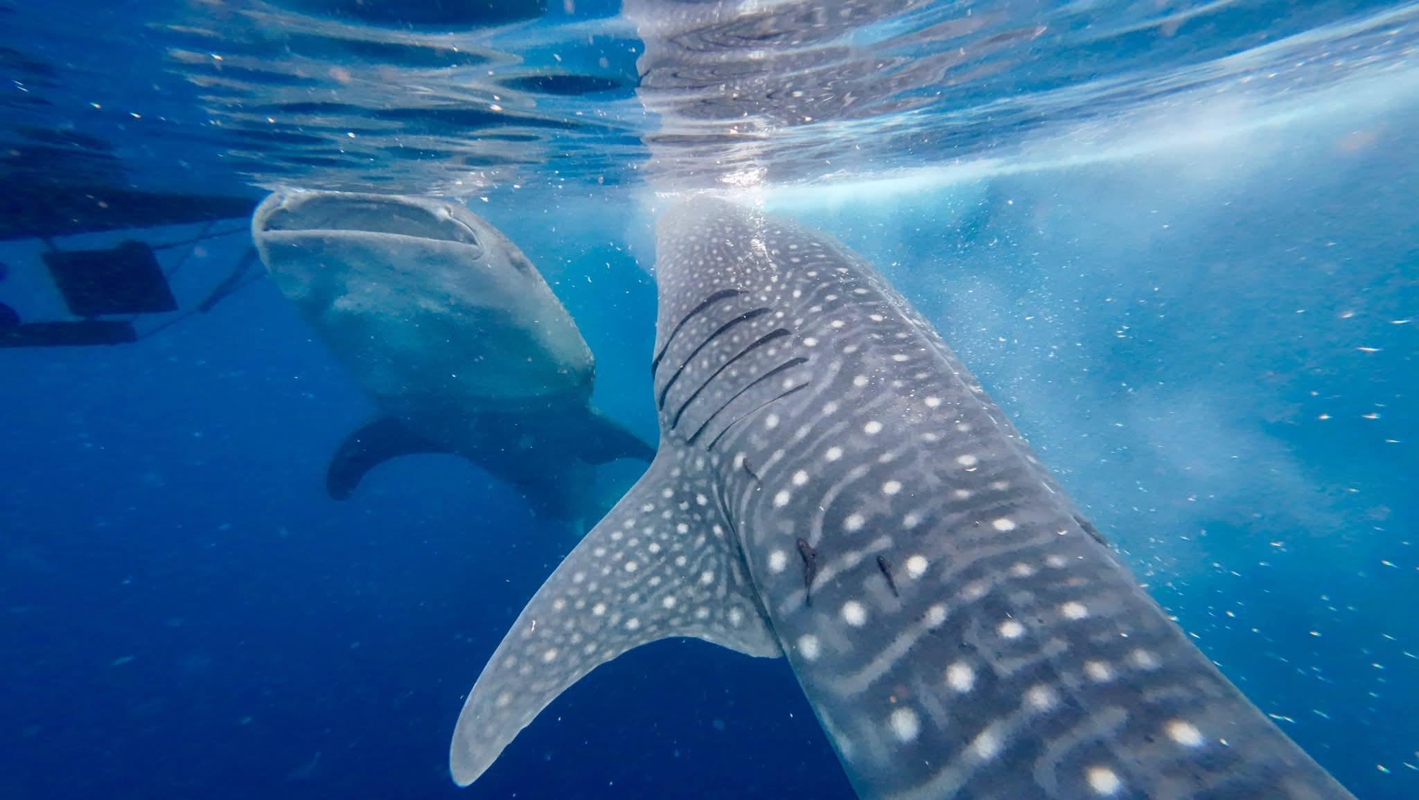 4-Day Whale Shark & Komodo Liveaboard from Senggigi
