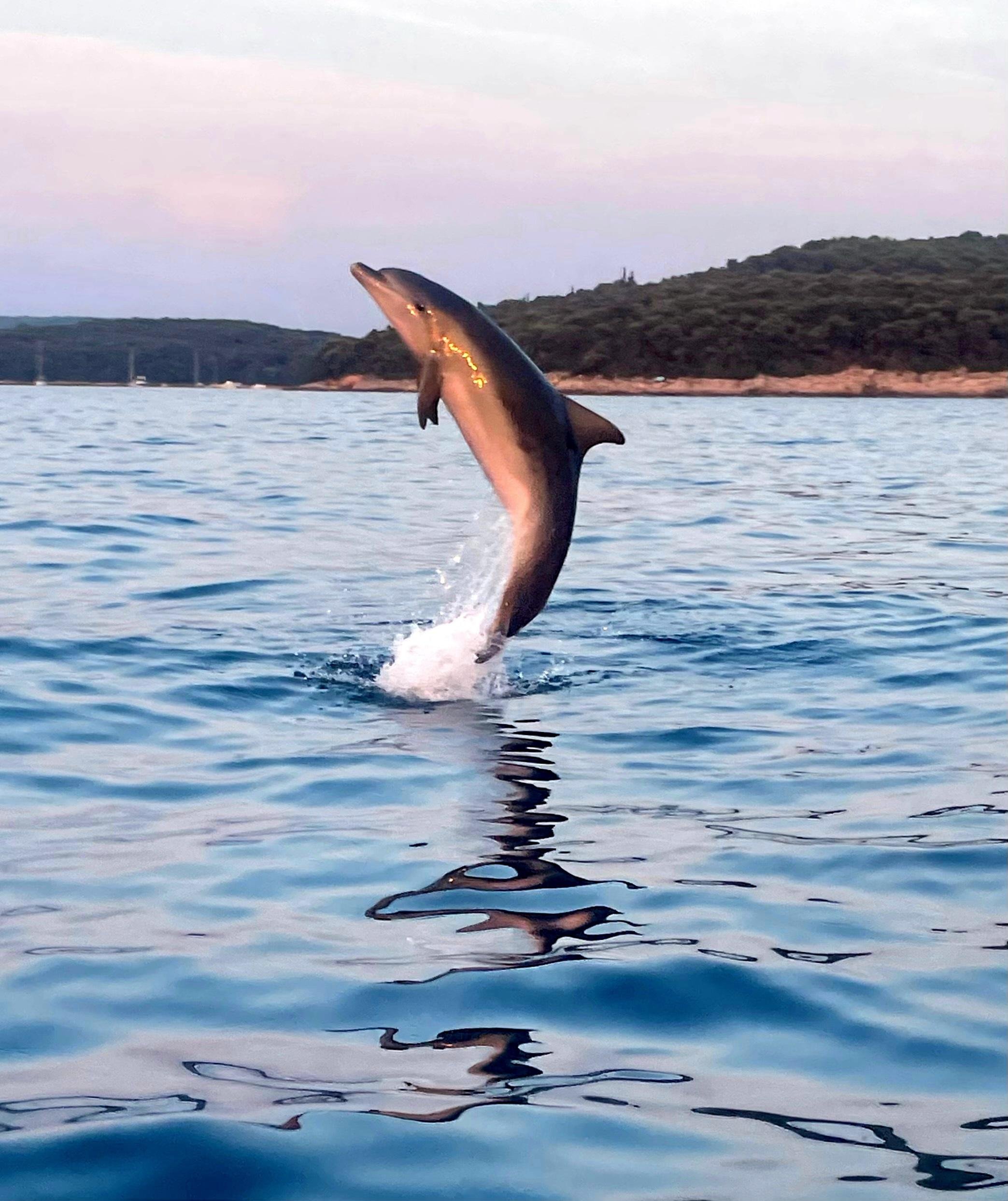 Rovinj Dolphin & Sunset Cruise
