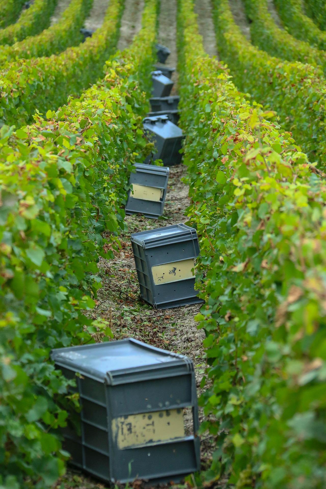Paris to Reims & Épernay: Private Champagne Day Trip by Train