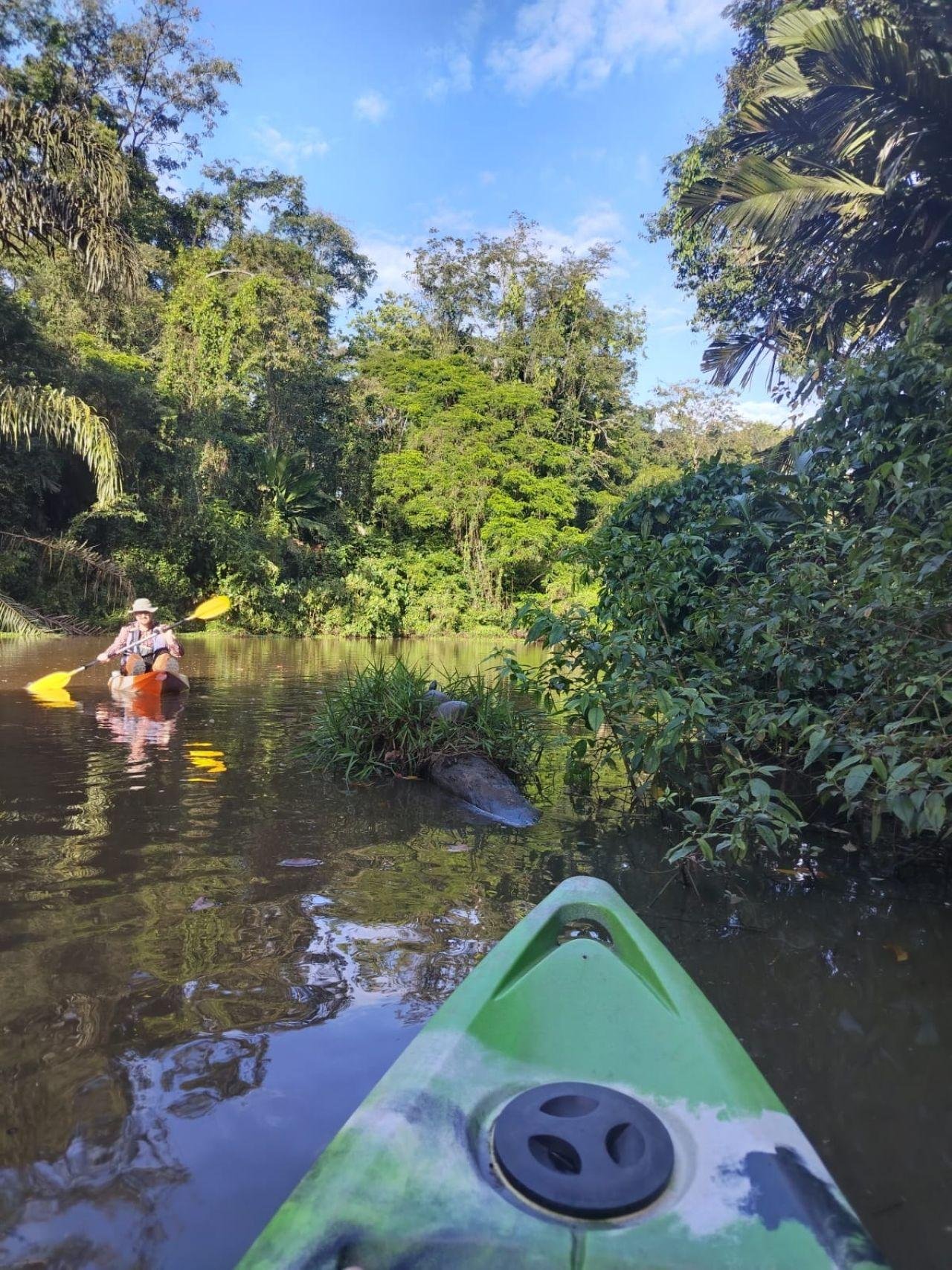 Tortuguero Kayak Adventure with Bilingual Guide
