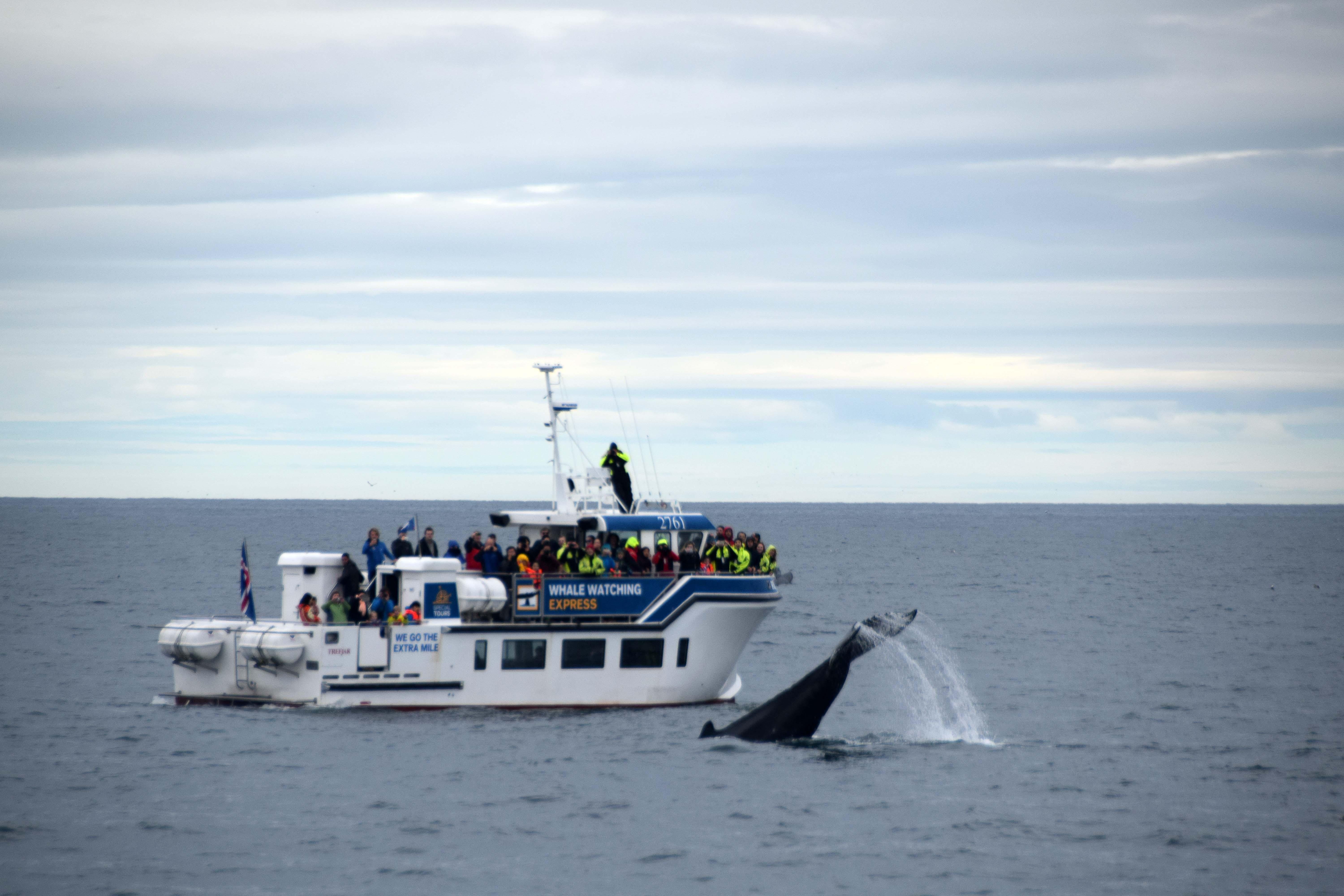 Express Whale Watching in Faxaflói Bay