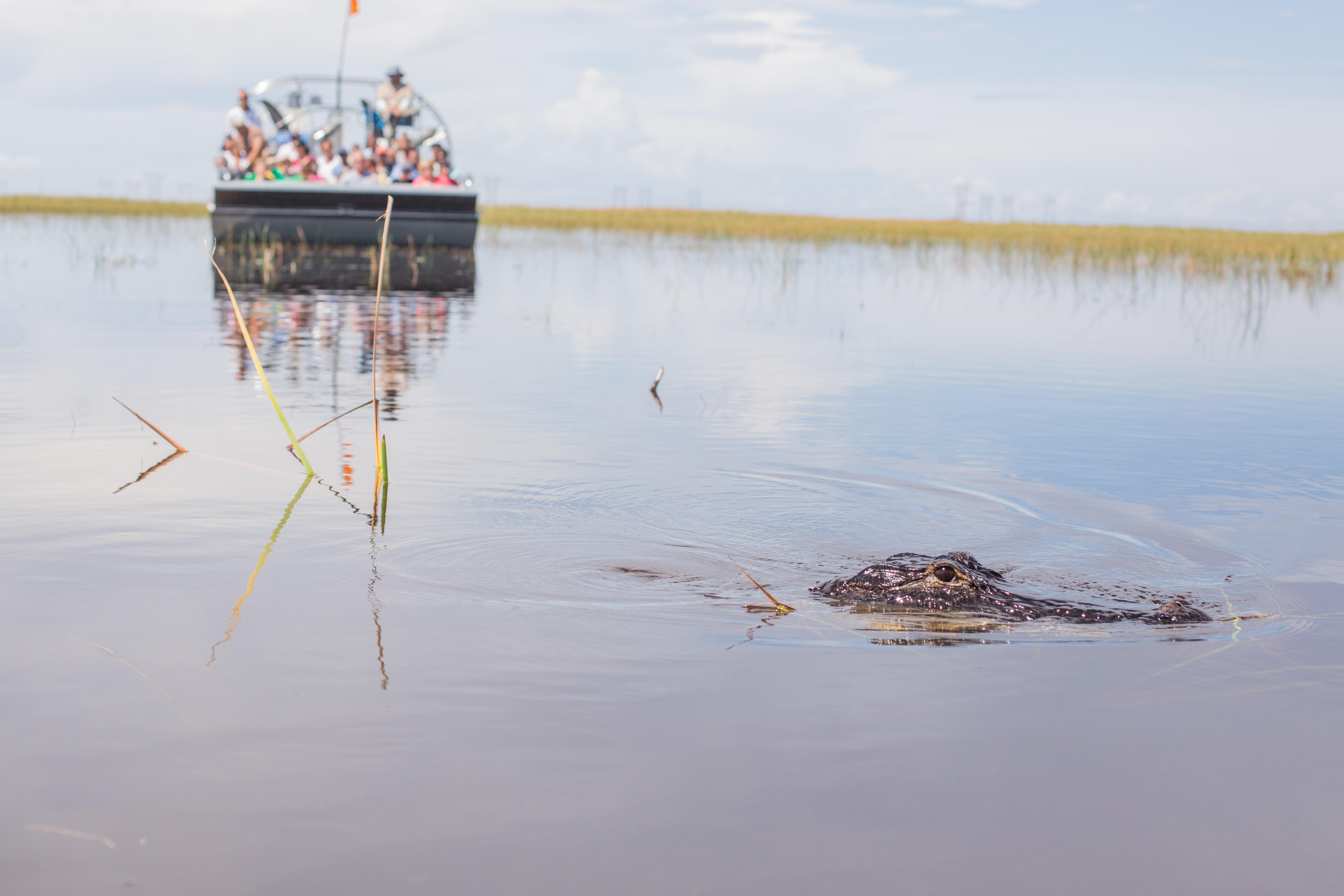 Everglades Airboat Safari & Wildlife Exhibit from Miami