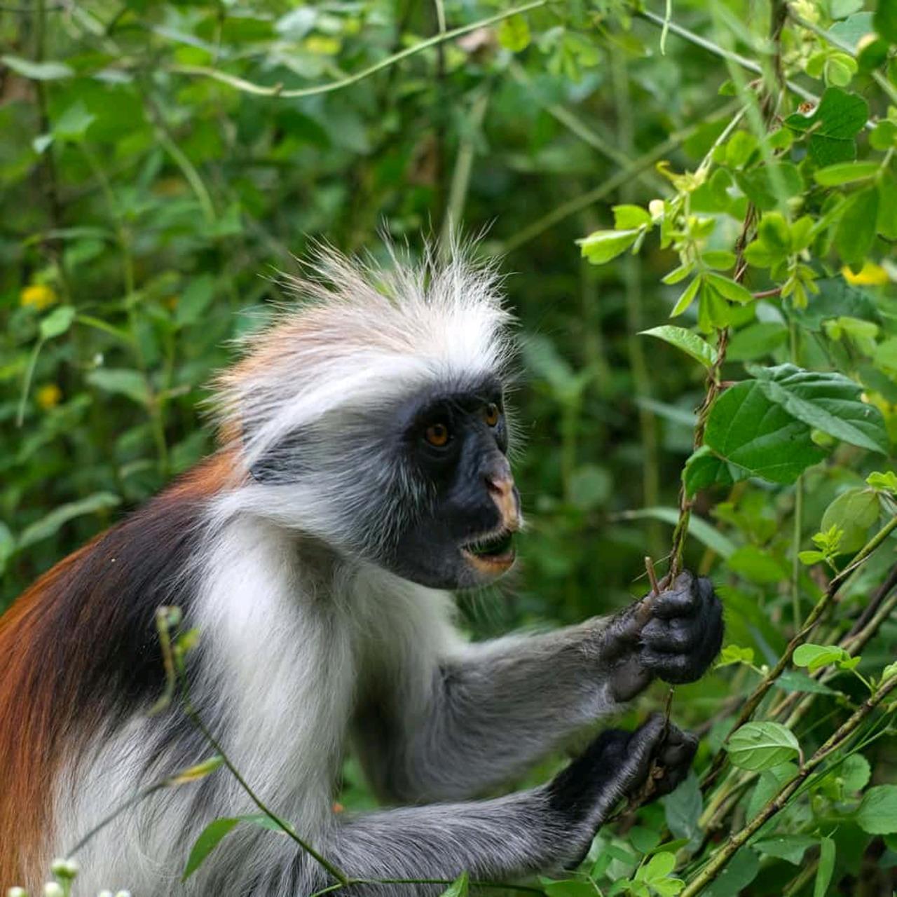 Zanzibar Jozani Forest Wildlife & Nature Tour