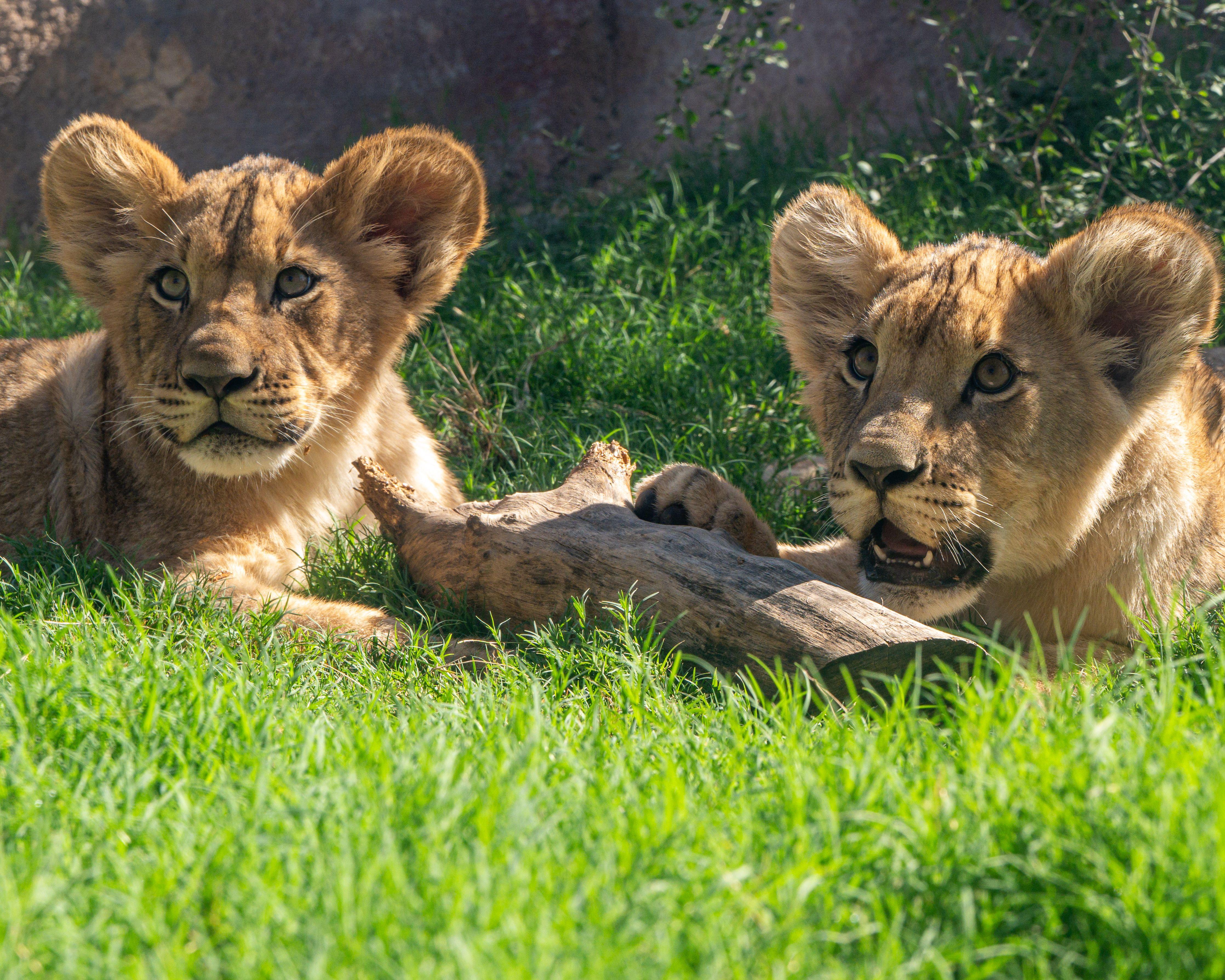 Phoenix Zoo: General Admission Ticket