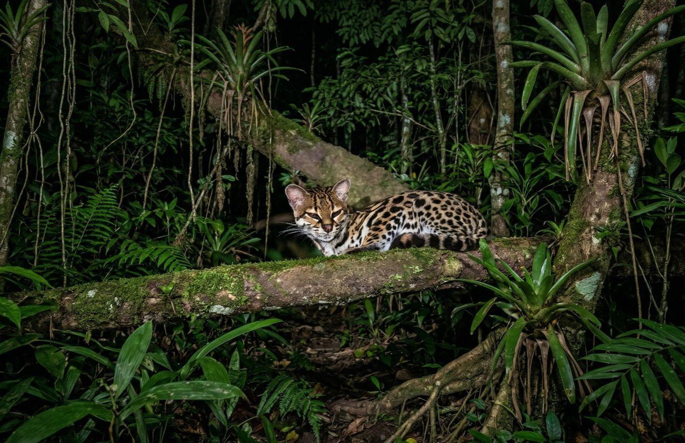 Monteverde Sunset and Night Hike at Finca Lantana