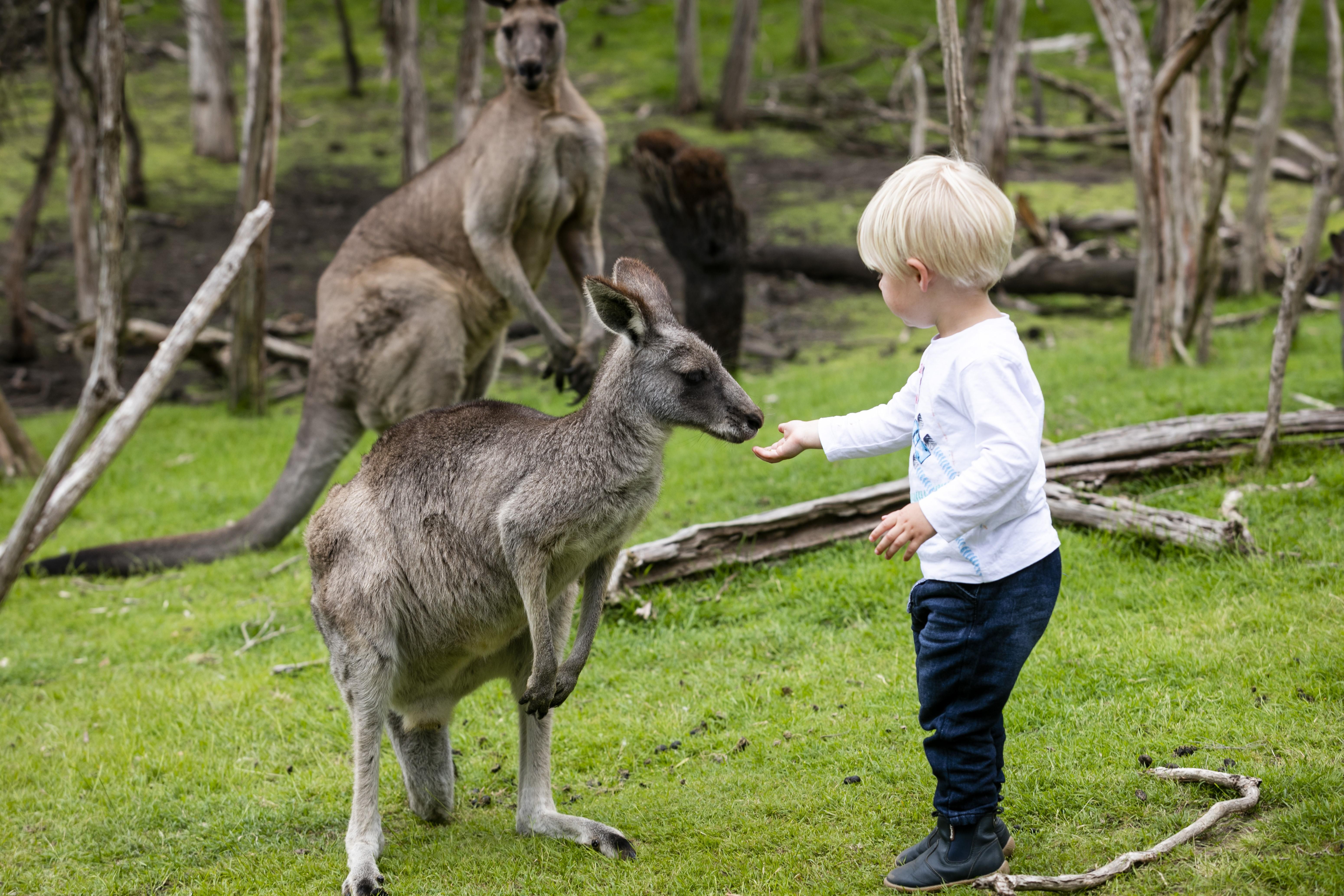 Phillip Island Wildlife & Penguin Parade Day Tour