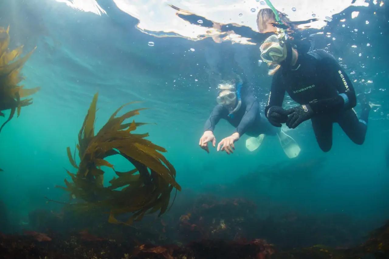 Monterey: Snorkeling Tour with Guide - 2026 (Verified Reviews)