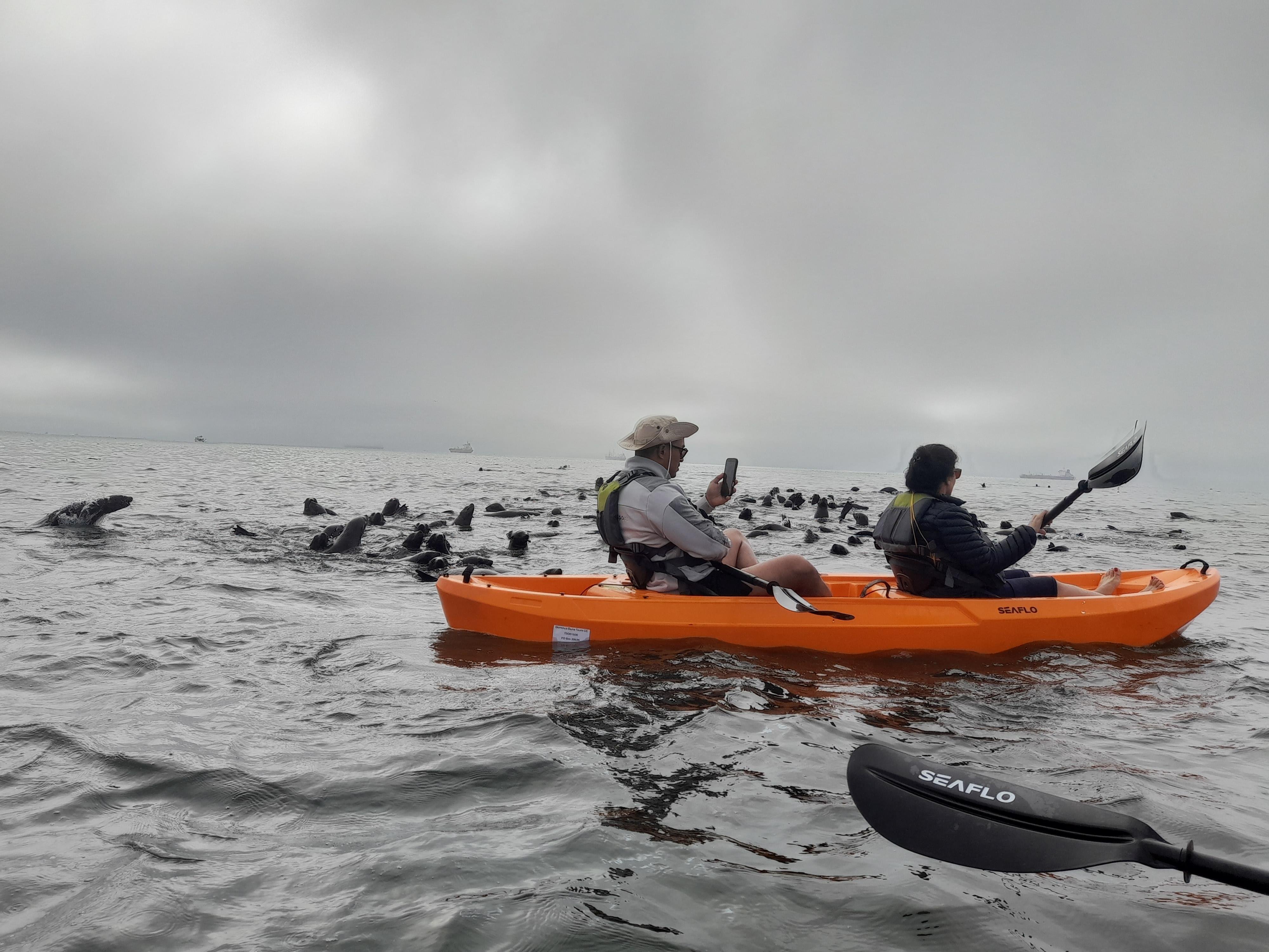 Desert Sandboarding & Seal Kayaking Adventure
