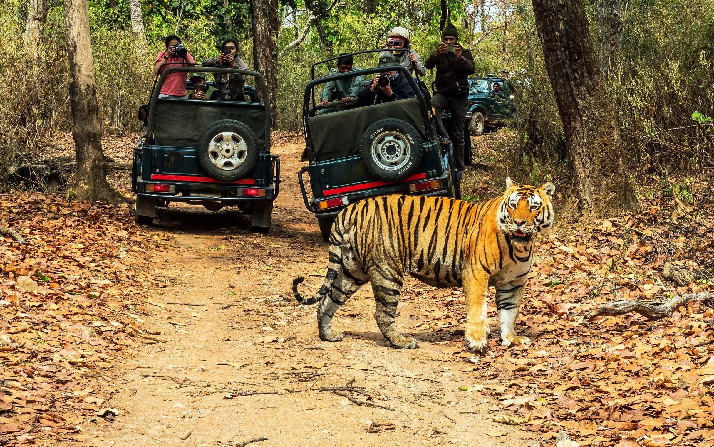 Chitwan Jungle Safari: 2, 3, or 4-Day Wildlife Adventure from Kathmandu or Pokhara