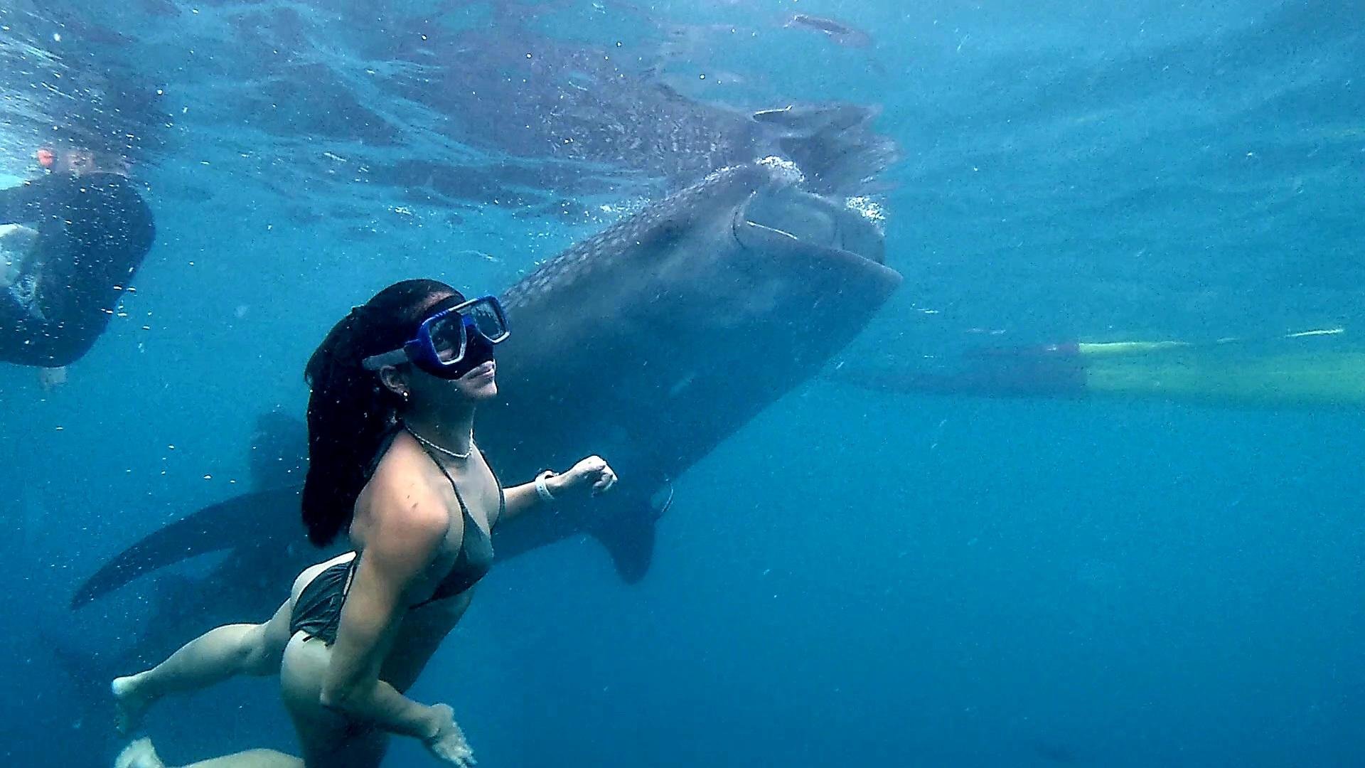 Cebu: Whale Shark Swim & Kawasan Falls Canyoneering Day Tour