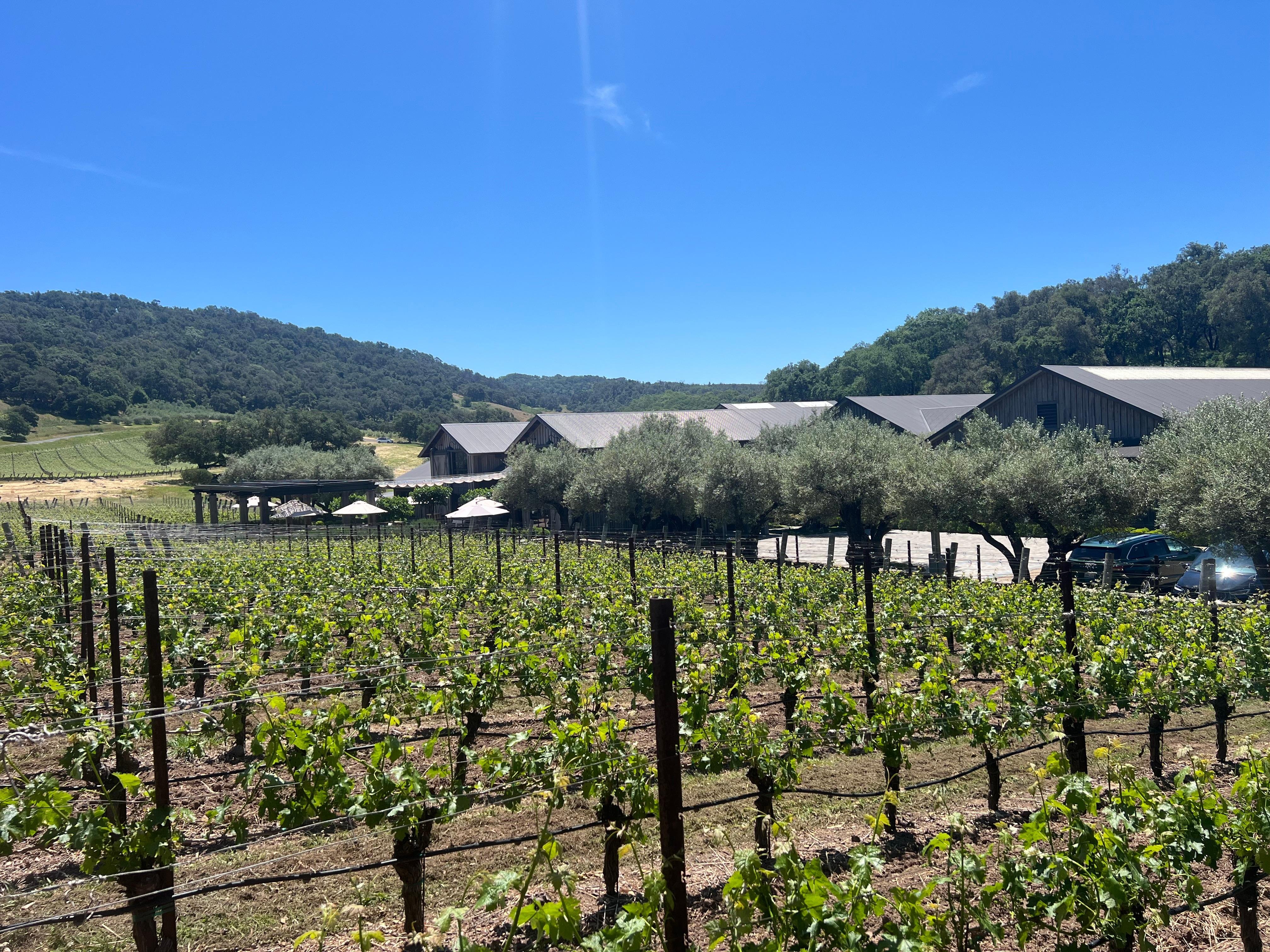 Napa Valley wine tour for couples — vineyards and tasting rooms — image 14