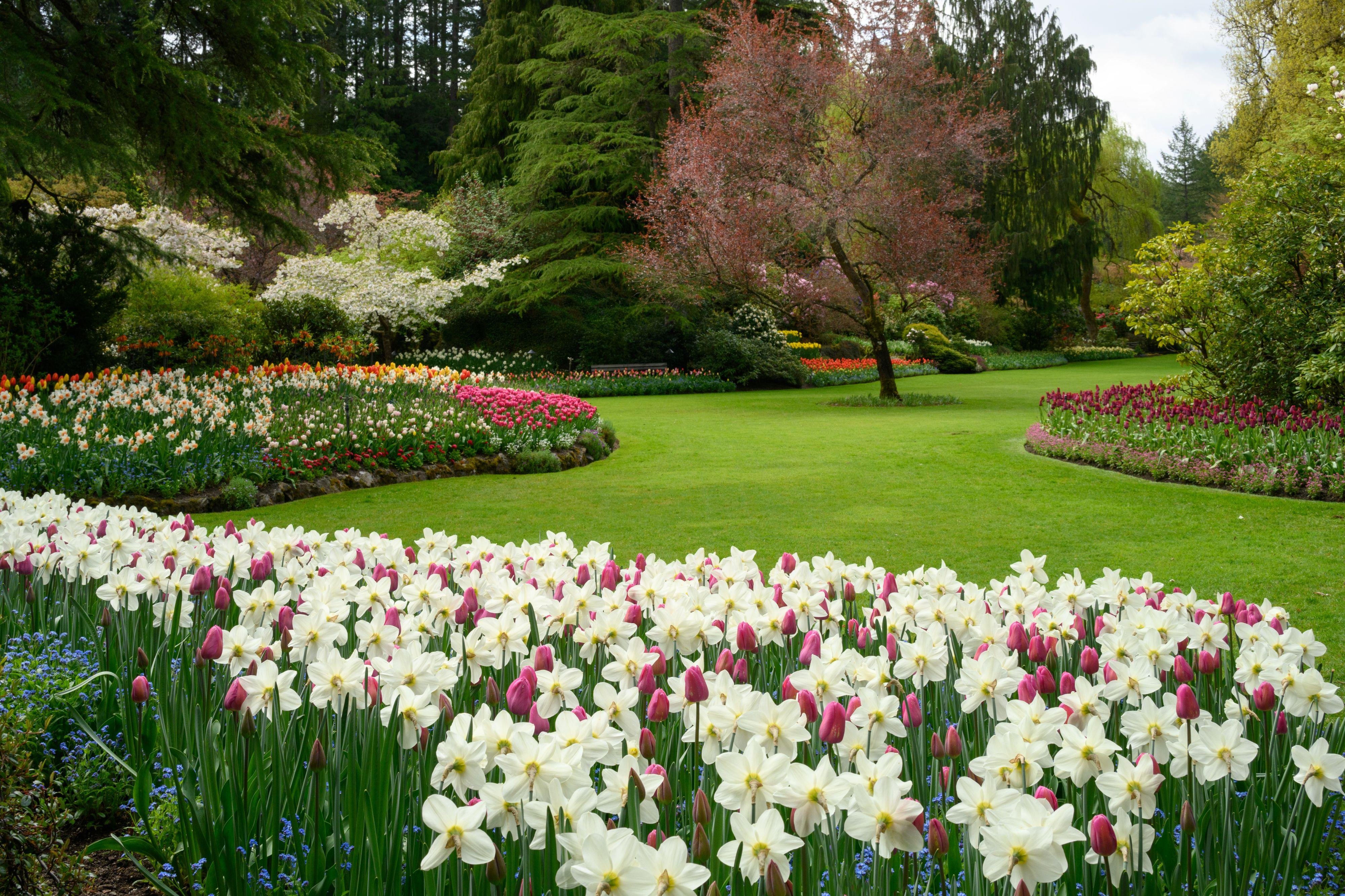 Butchart Gardens — the Sunken Garden, Rose Garden and Japanese Garden — image 8