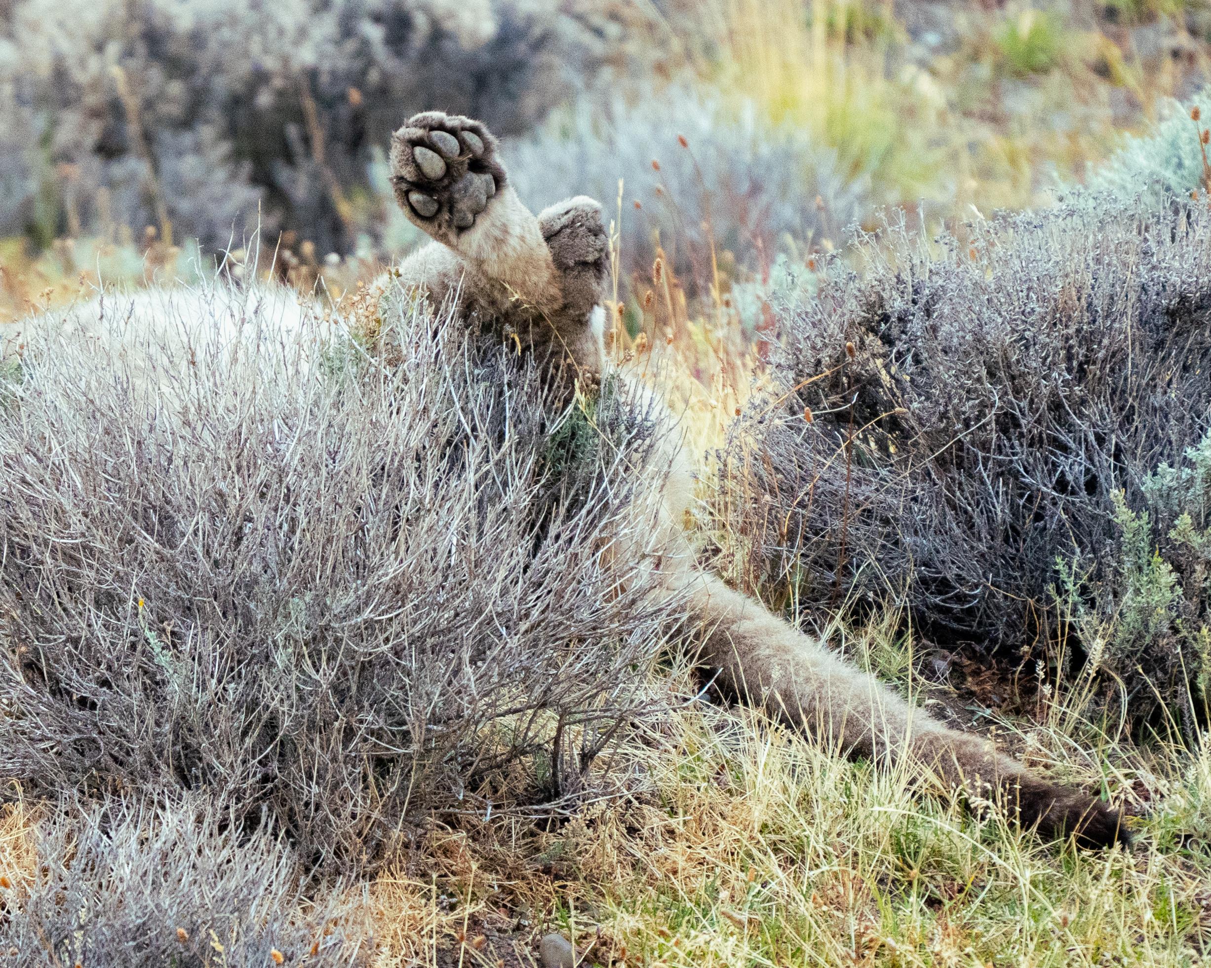 Patagonian Puma Tracking Expedition: Torres del Paine