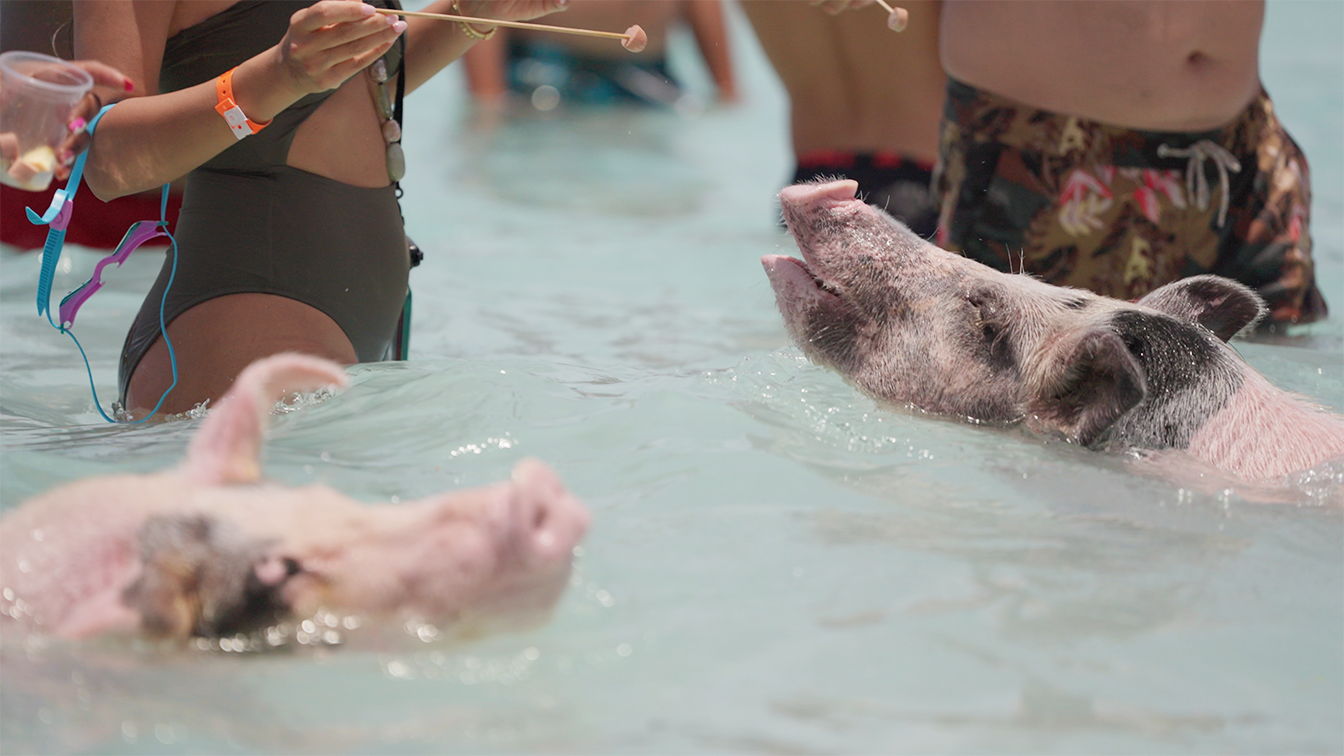 Mansa Bay Private Island Escape: Pigs, Jet Skis & Snorkeling