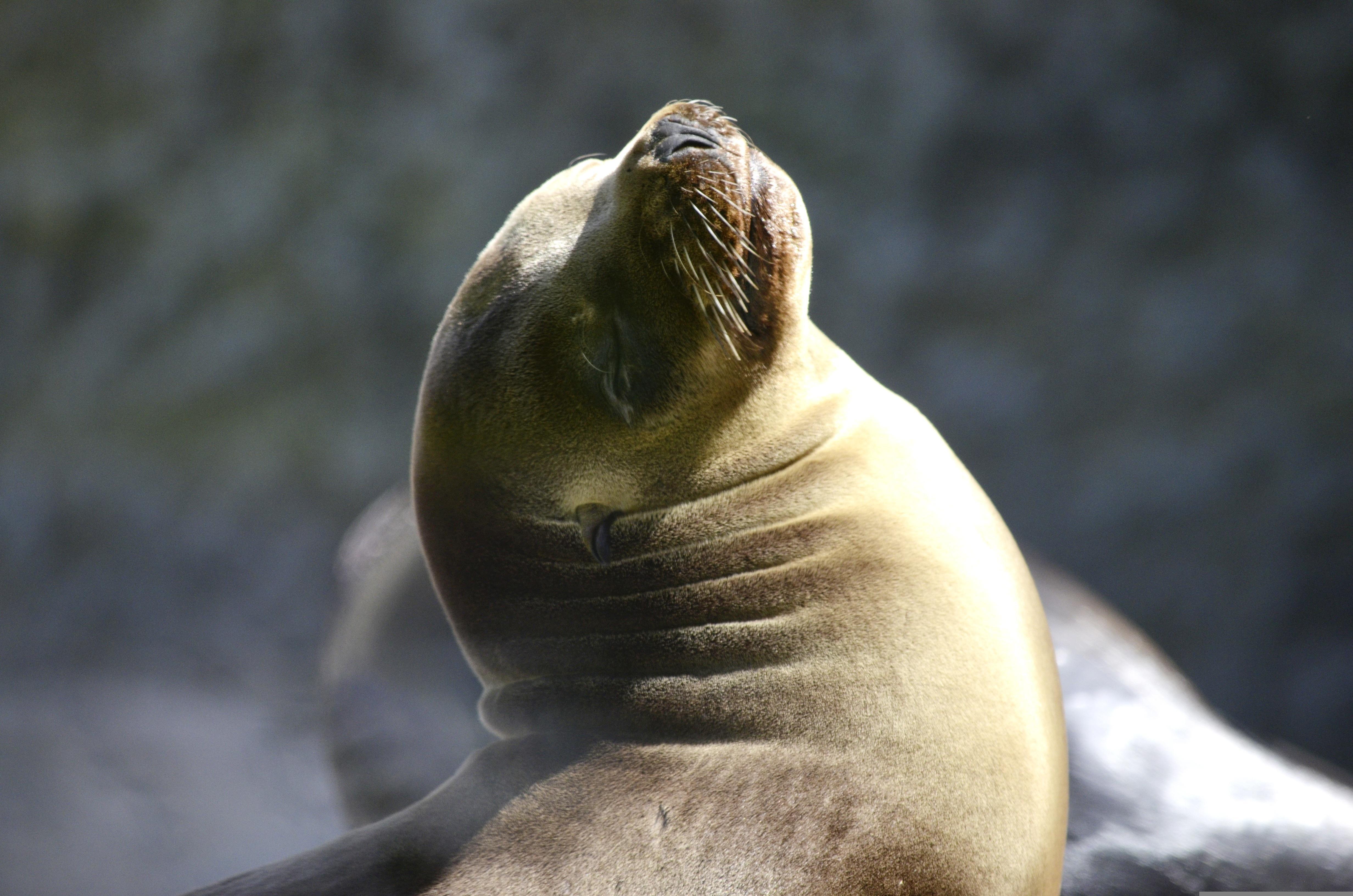 Ballestas Islands Wildlife Boat Tour