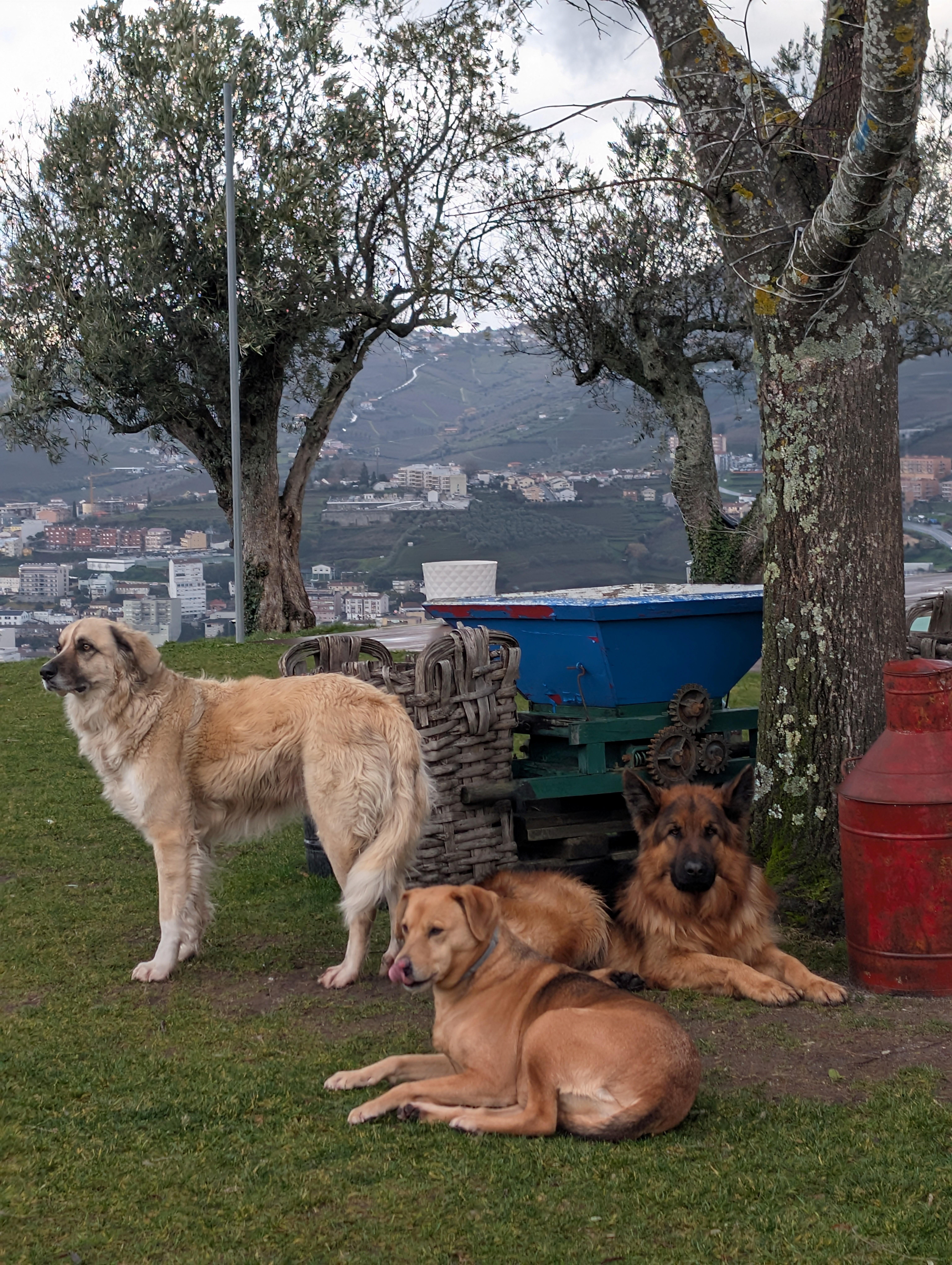 Porto: Douro Valley & Vinho Verde Day Tour with Tastings, Lunch & Boat Cruise