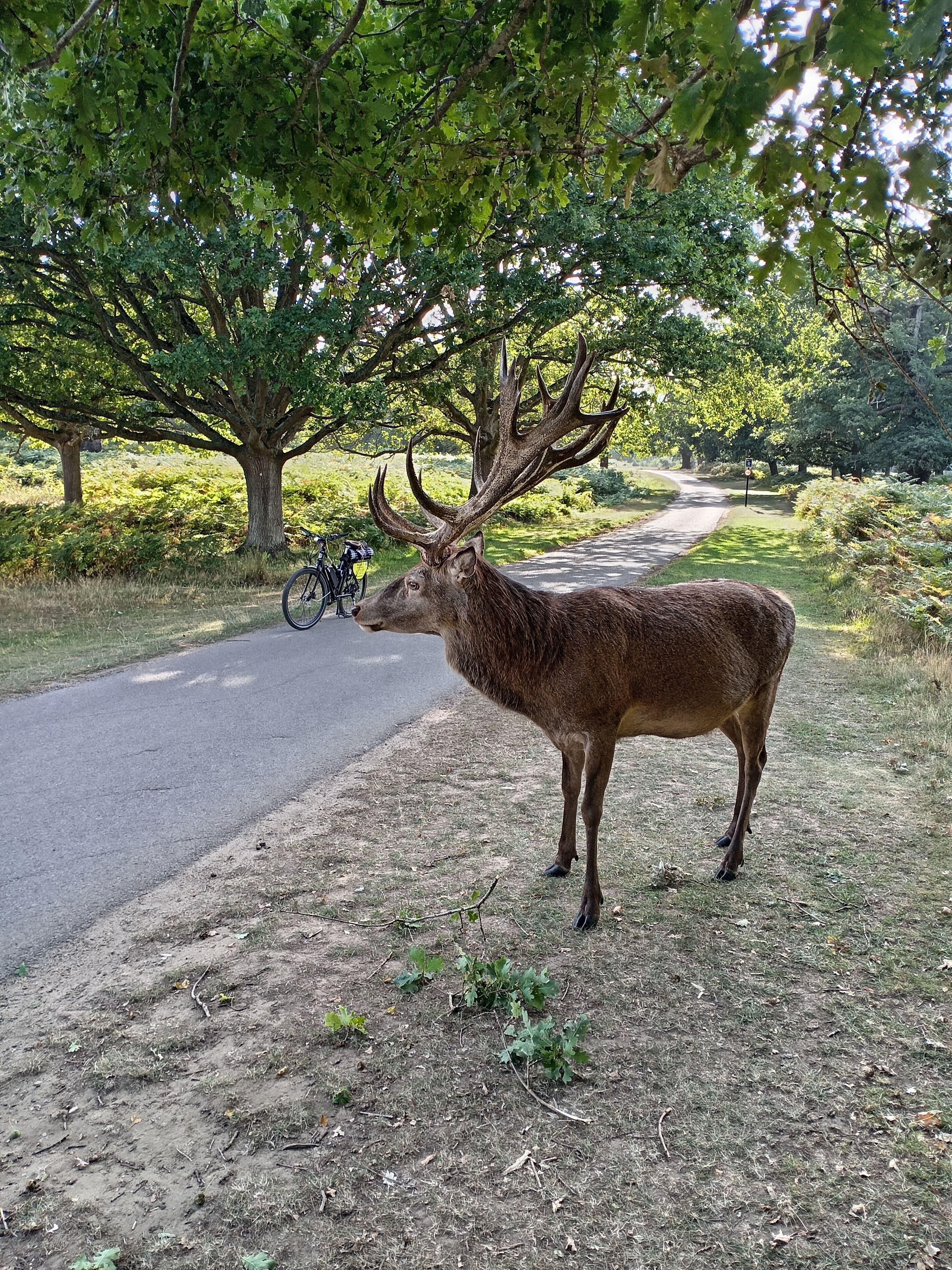 Battersea to Richmond Park E-Bike Adventure