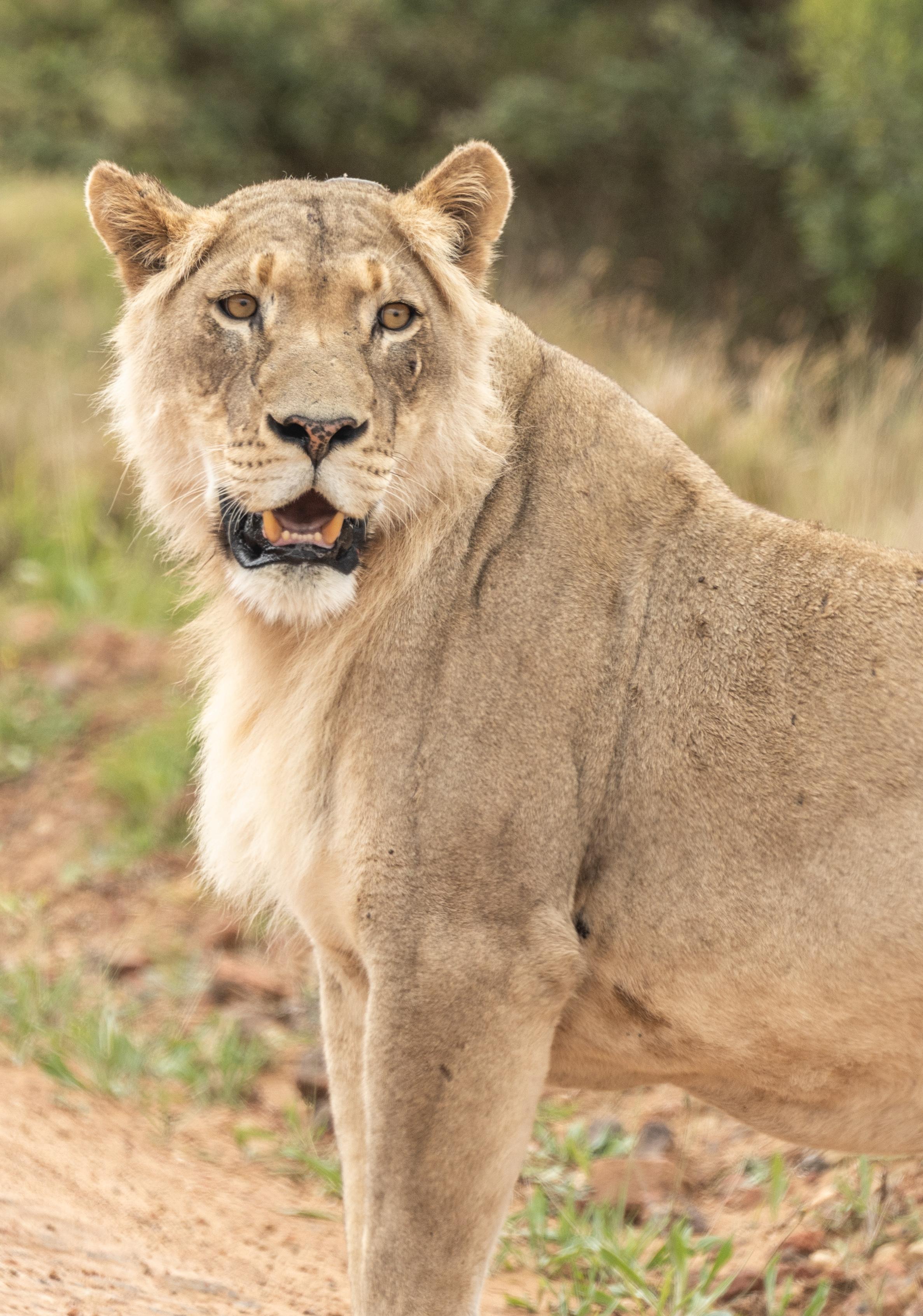 Addo Elephant Park: Private Guided Safari in Your Vehicle