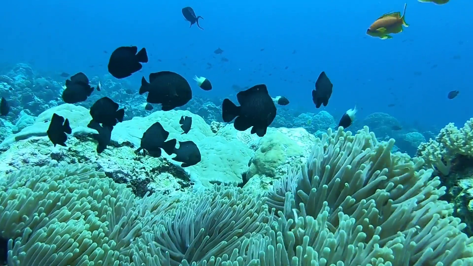 Mnemba Atoll Dolphin & Snorkel Boat Adventure from Kendwa or Nungwi