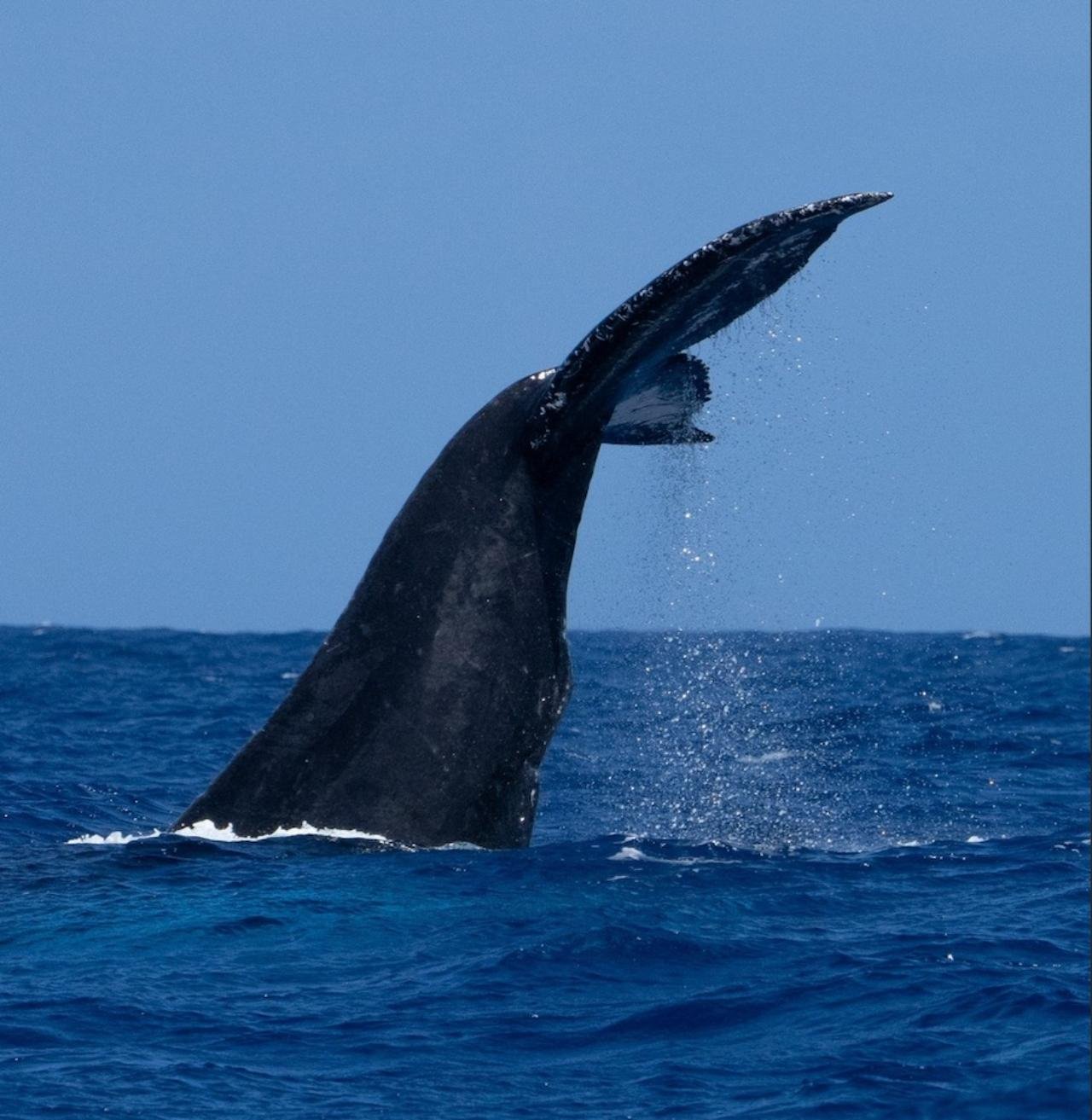 Oahu Sunset Whale Watching Experience