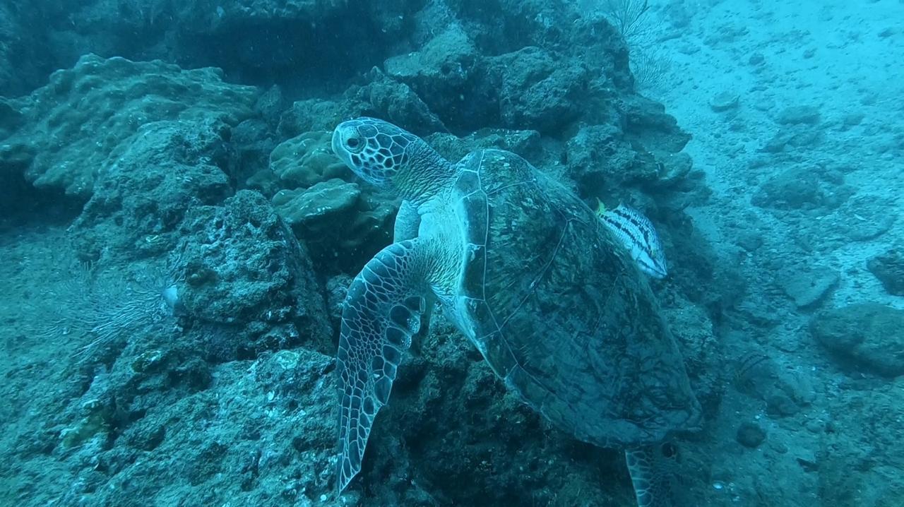 Caño Island Snorkeling & Diving Adventure
